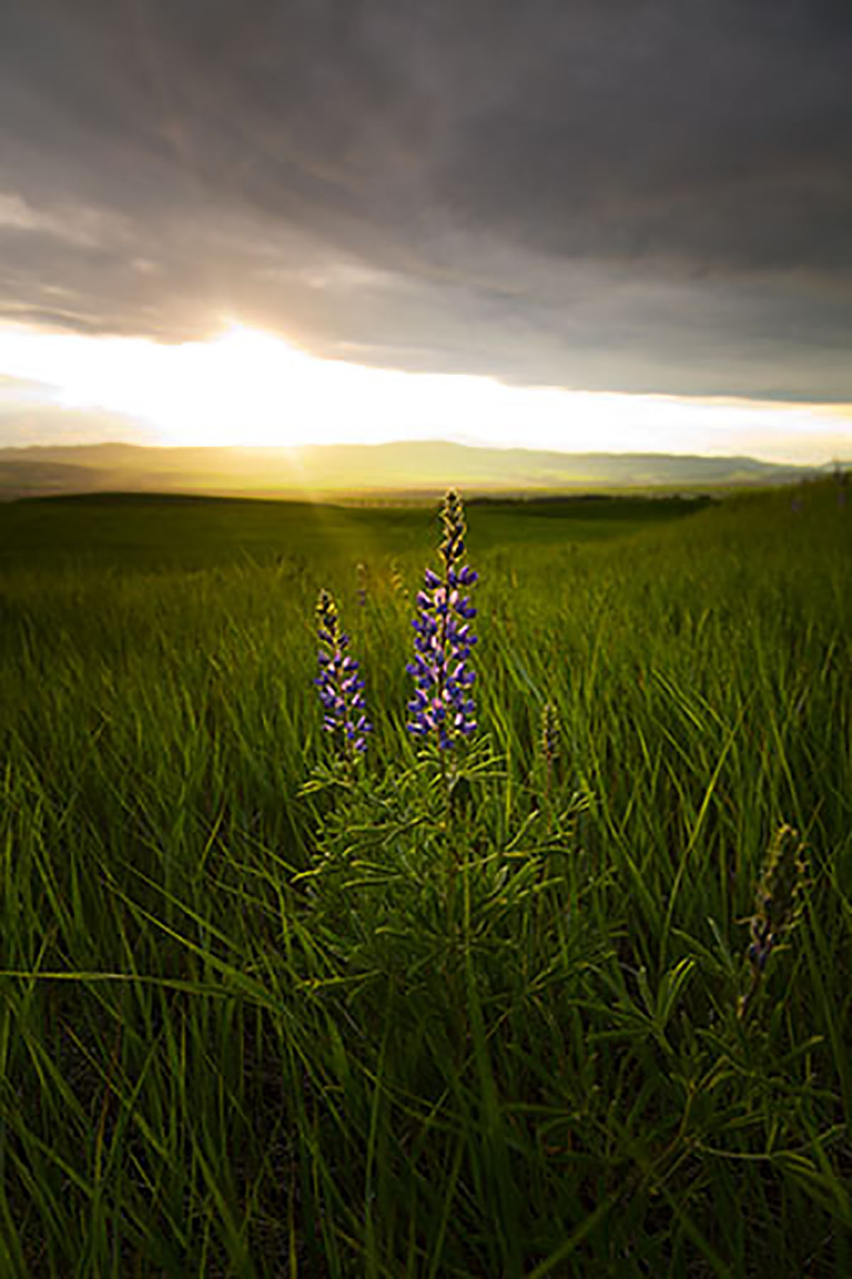 Bridger Passage Ranch property picture 16 of 28
