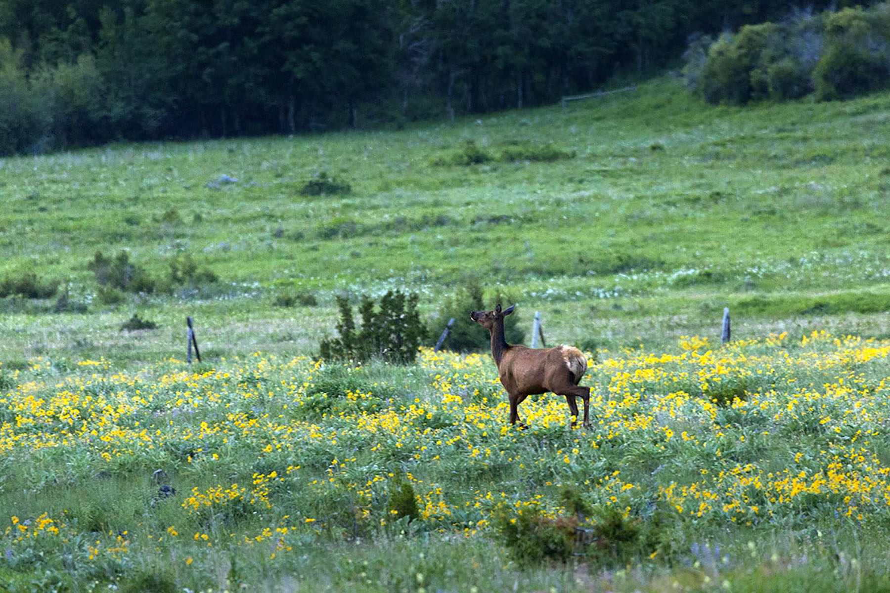 Bridger Passage Ranch property picture 7 of 28