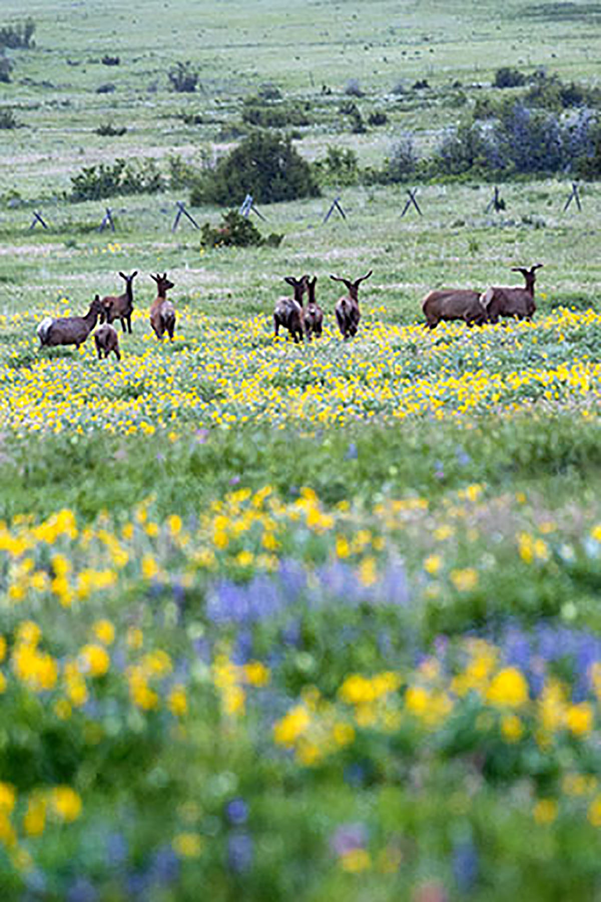 Bridger Passage Ranch property picture 4 of 28