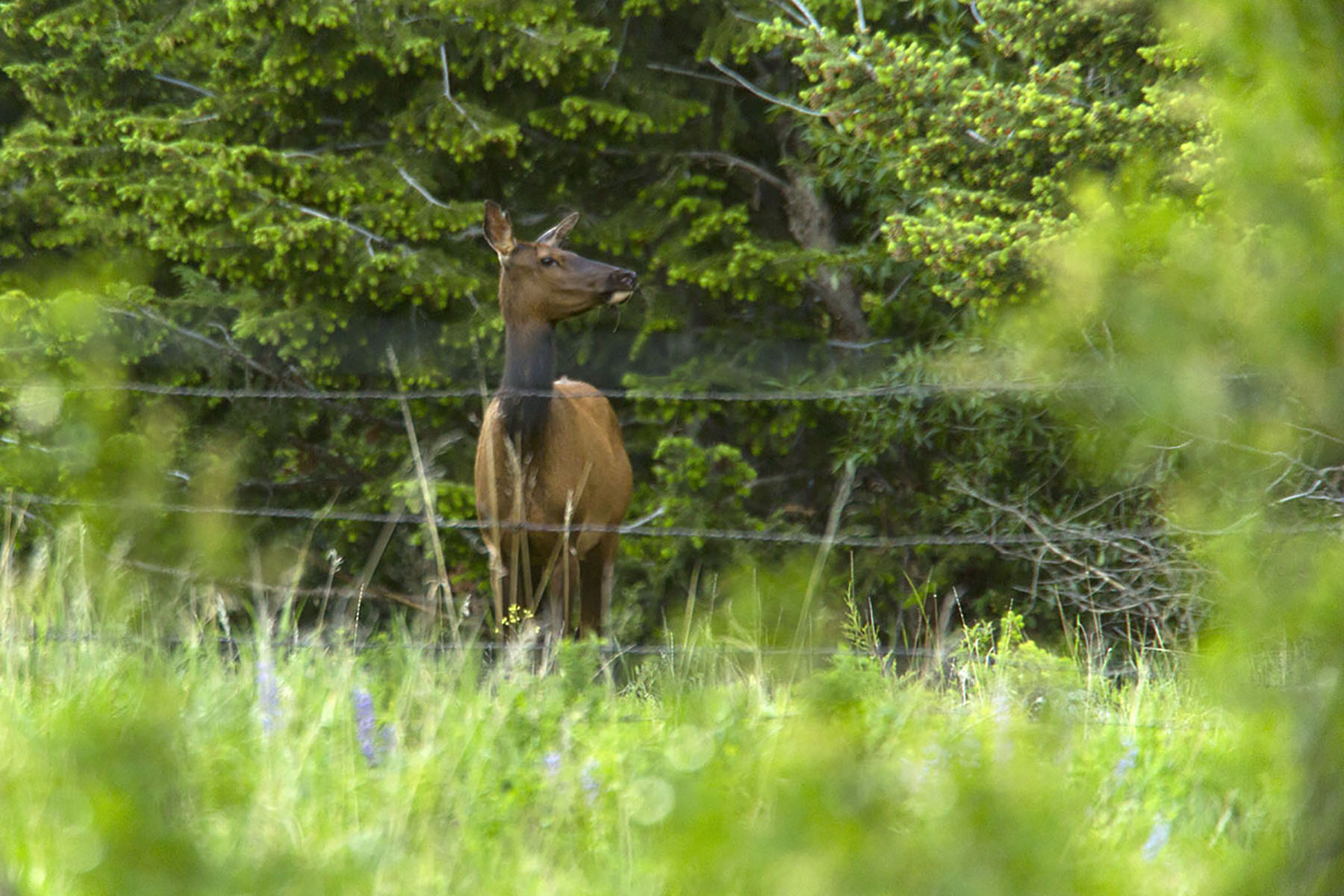 Bridger Passage Ranch property picture 17 of 28