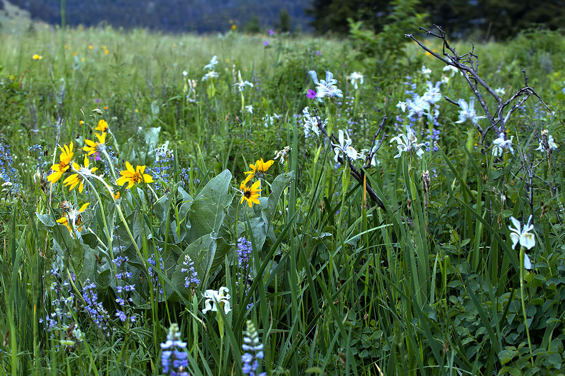 Bridger Passage Ranch property picture 8 of 28