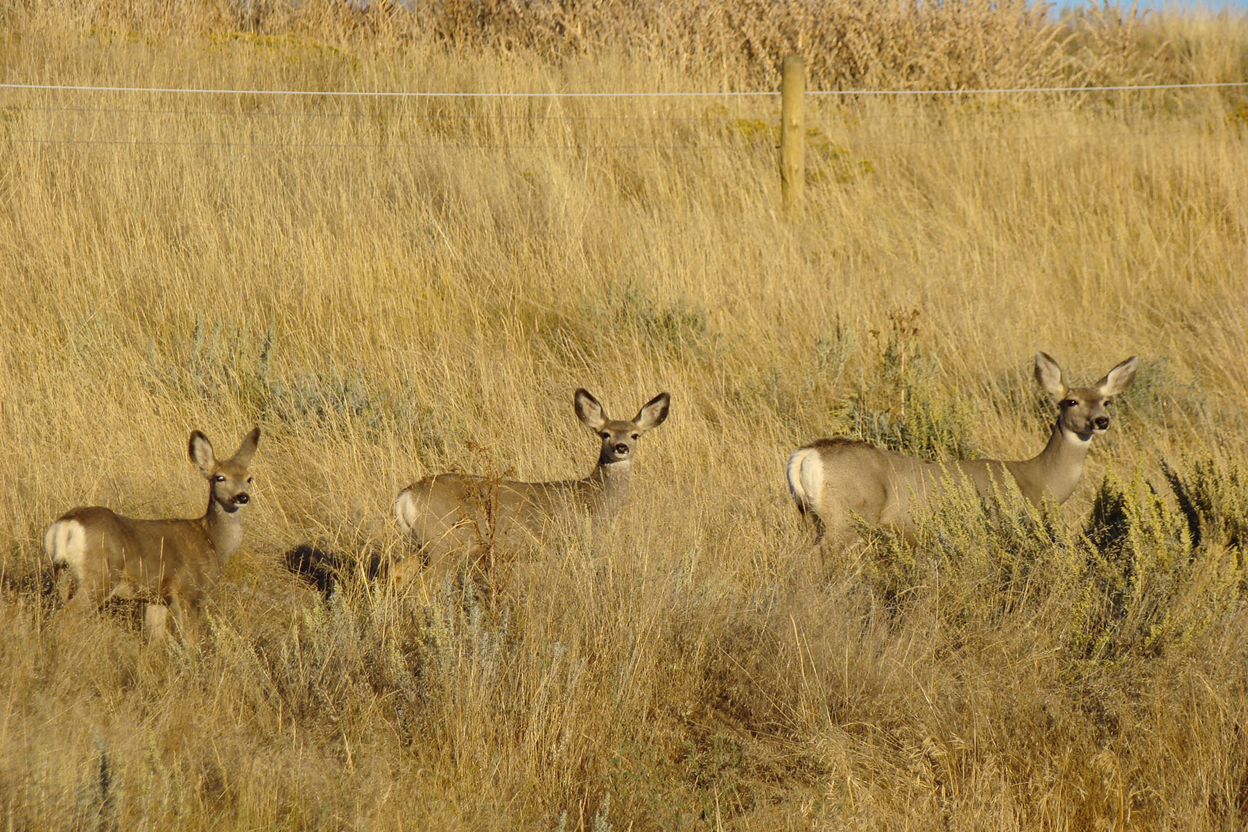 Otter Buttes Ranch property picture 14 of 24