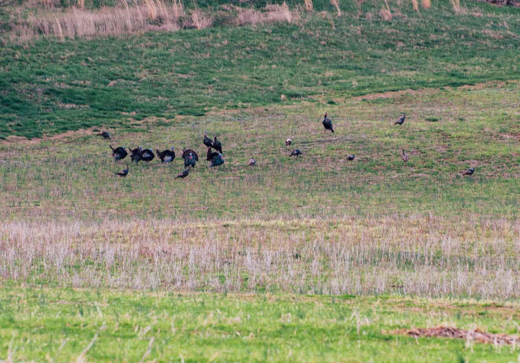 B&H Ranch property picture 11 of 104