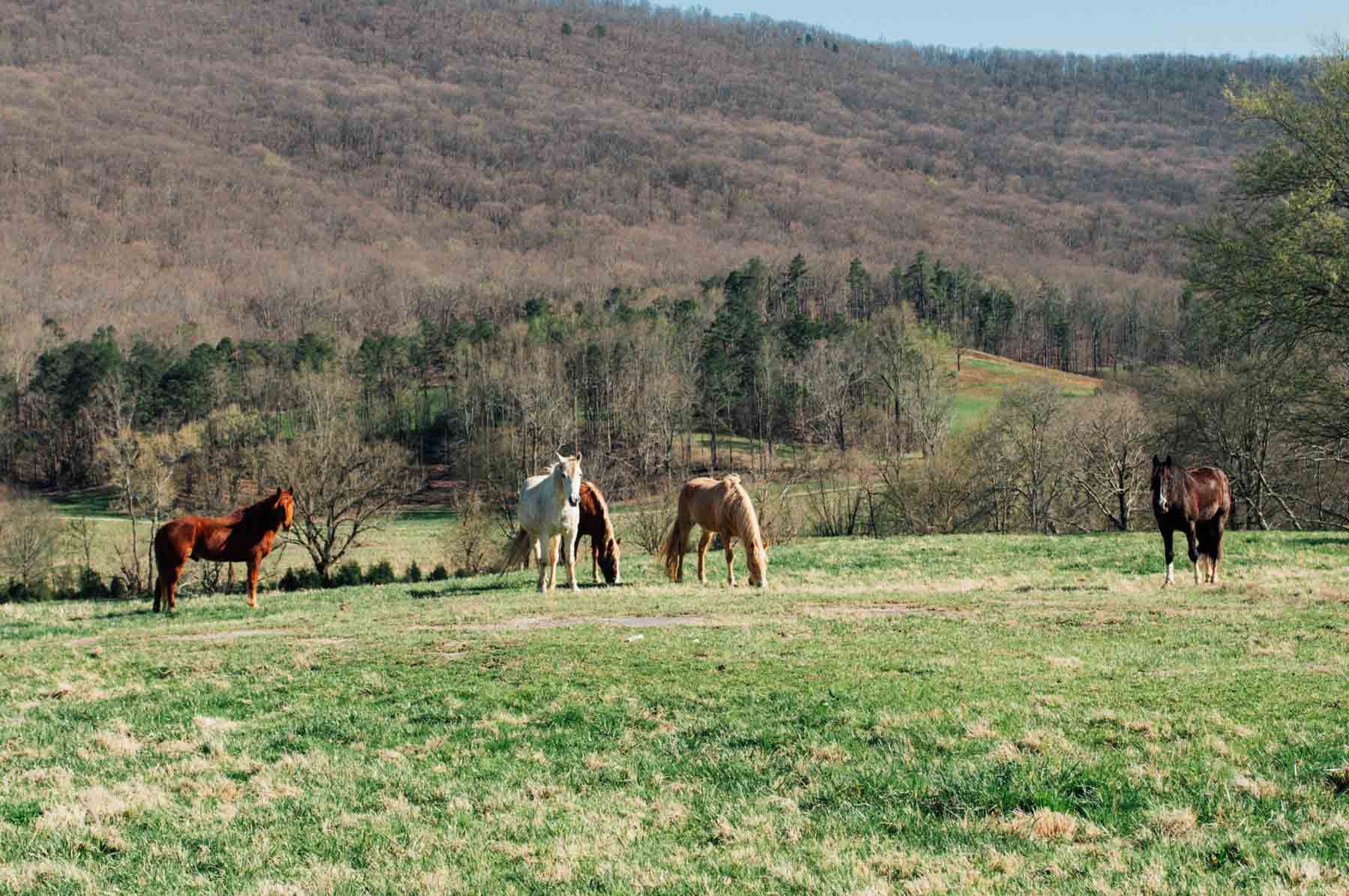B&H Ranch property picture 86 of 104