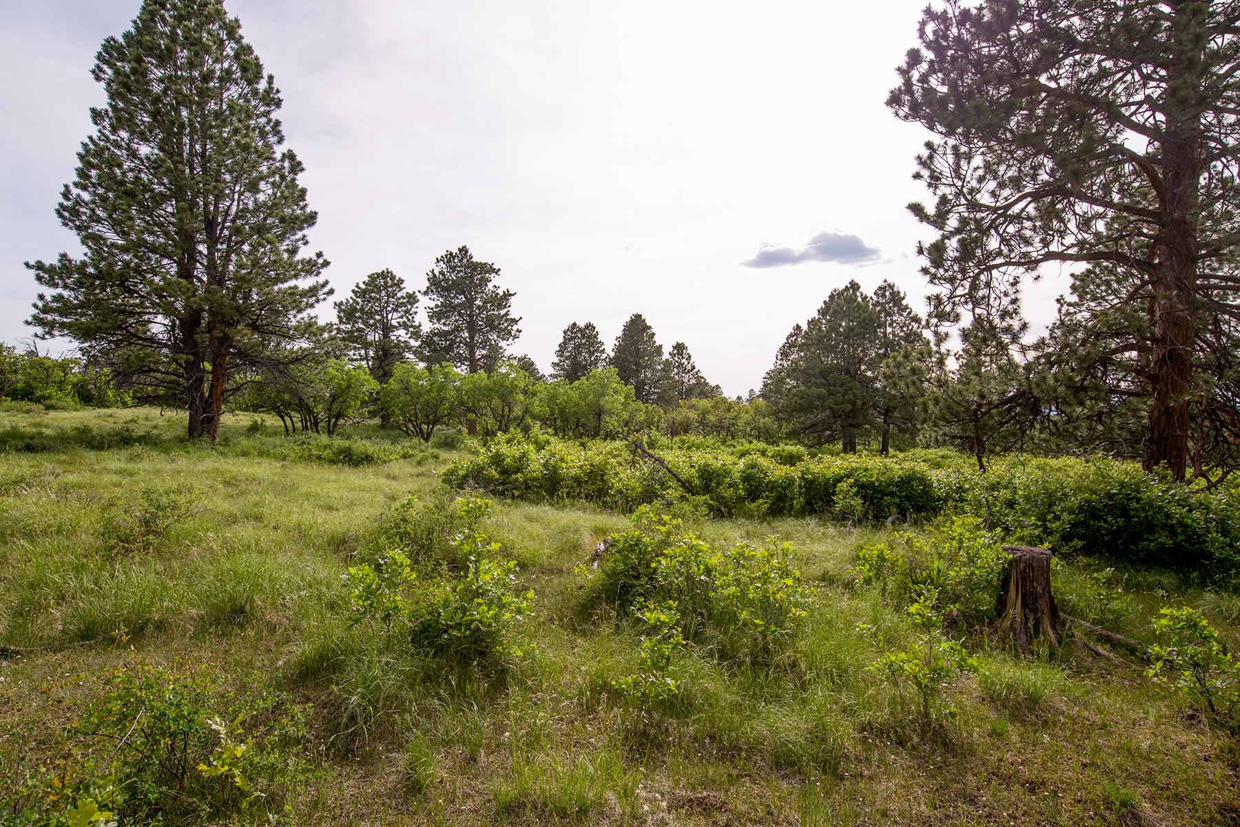 Canyon Creek Ranch property picture 6 of 50