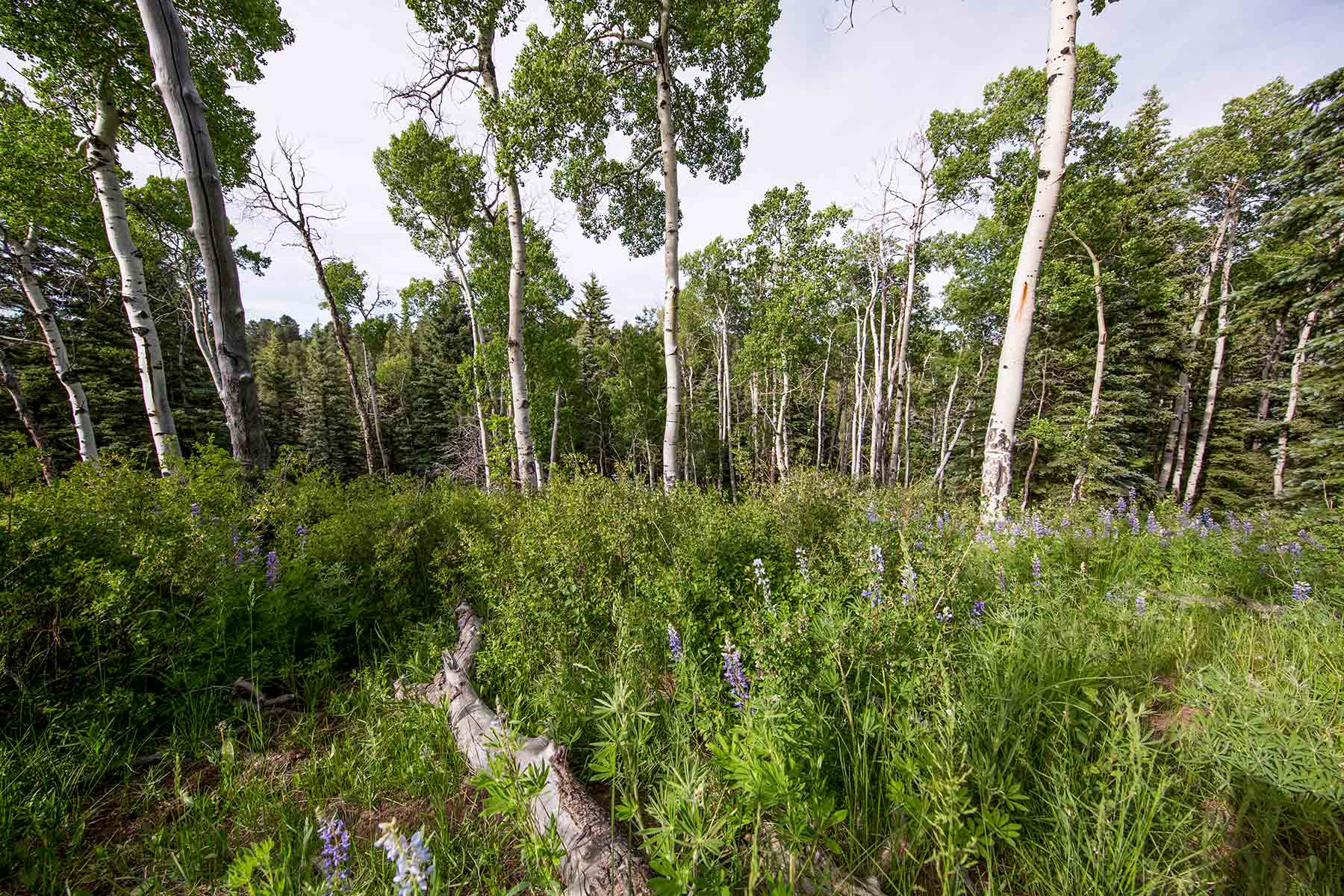 Canyon Creek Ranch property picture 31 of 50