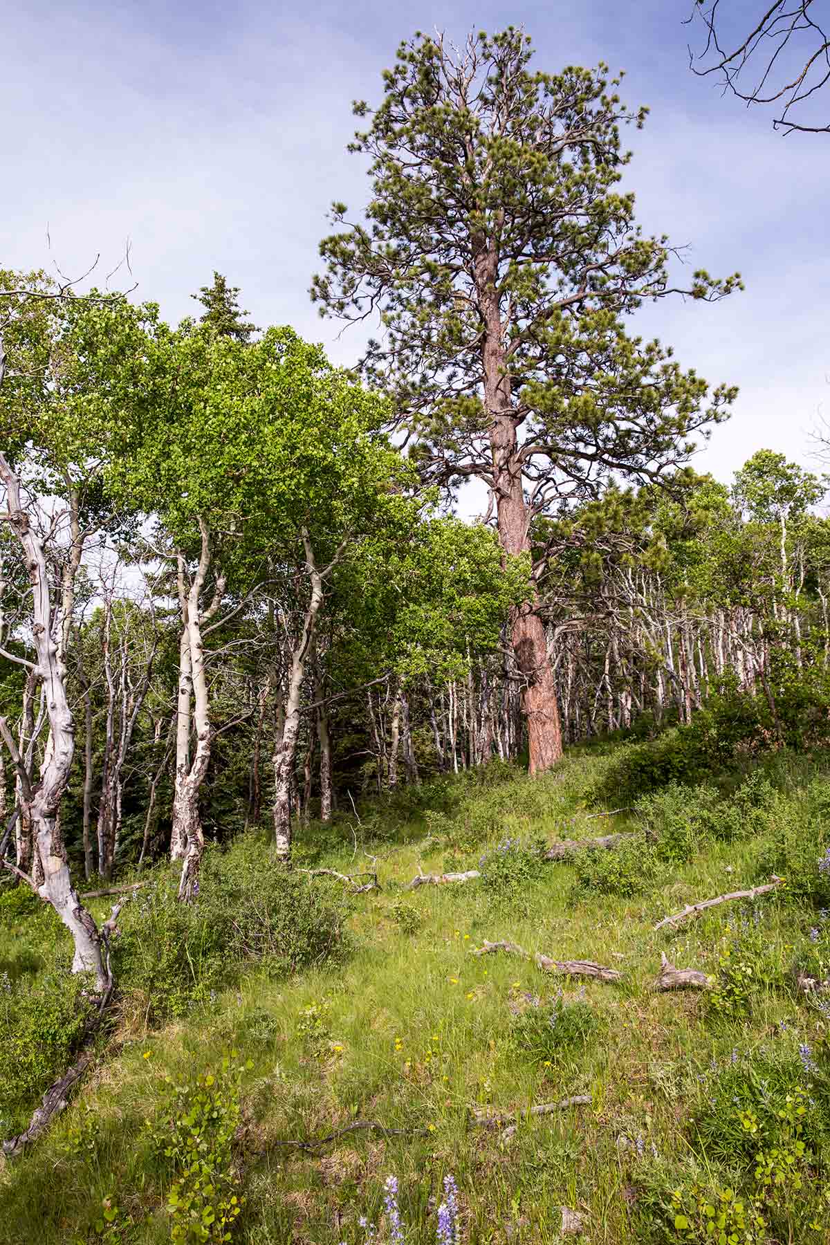 Canyon Creek Ranch property picture 32 of 50