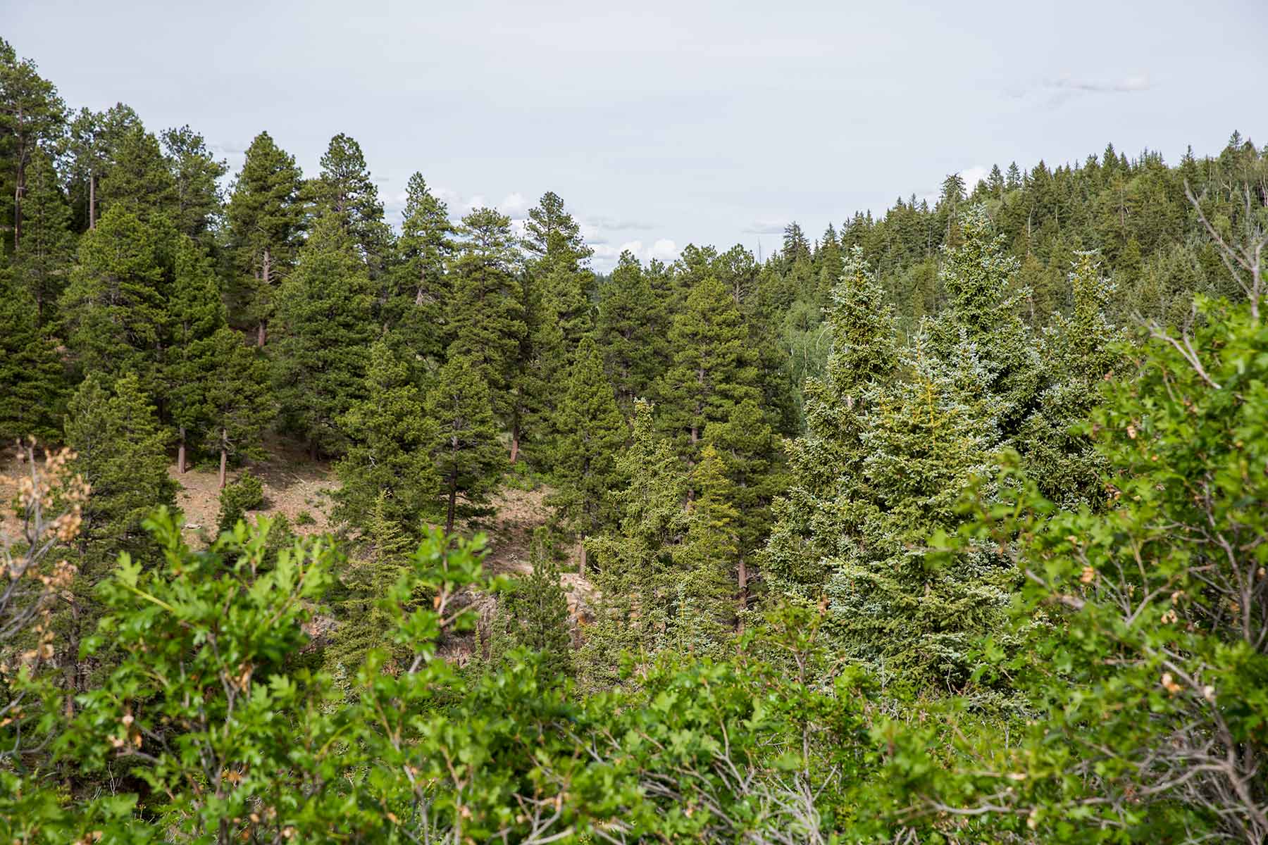 Canyon Creek Ranch property picture 33 of 50