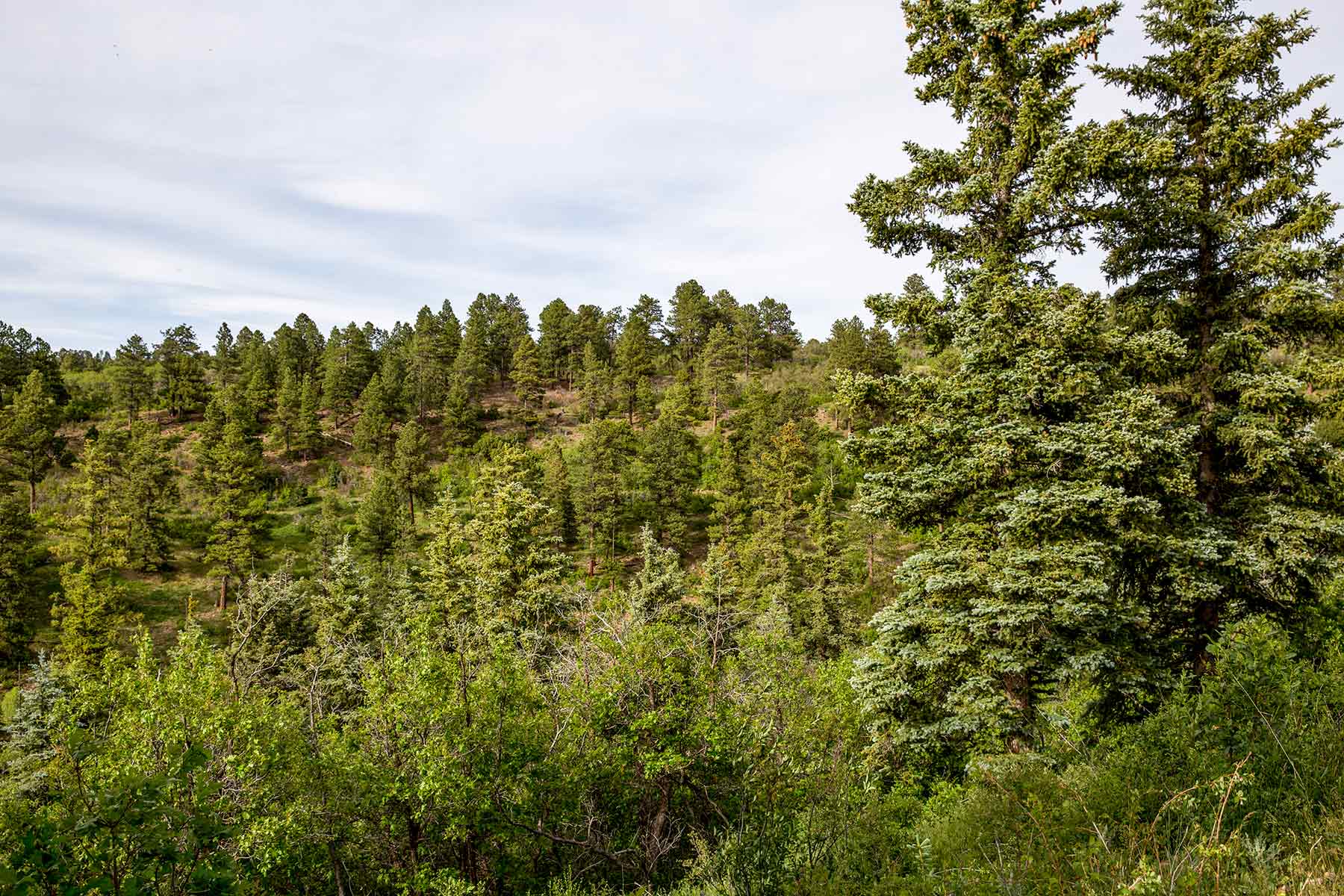 Canyon Creek Ranch property picture 11 of 50