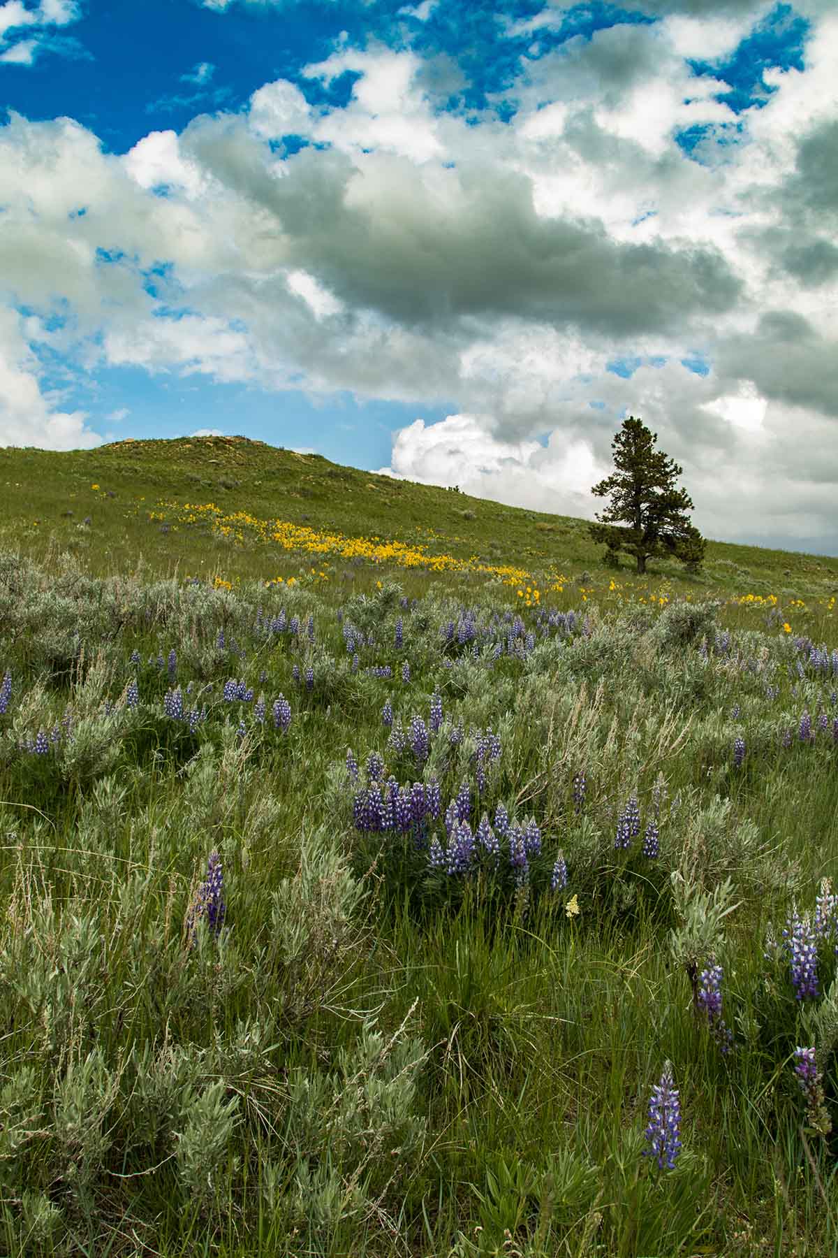 Rosebud South Ranch property picture 9 of 12