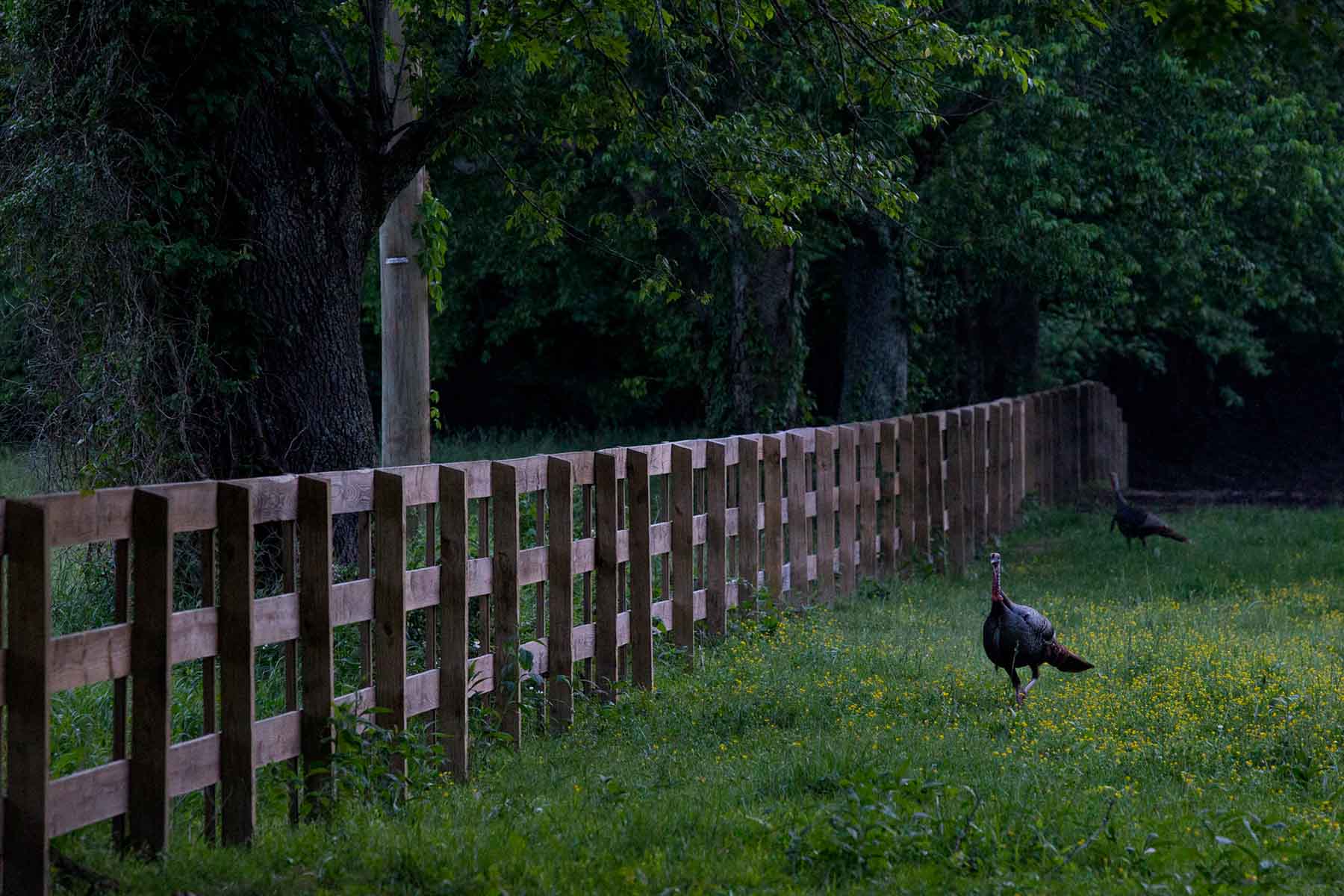 Horse Farm property picture 8 of 13