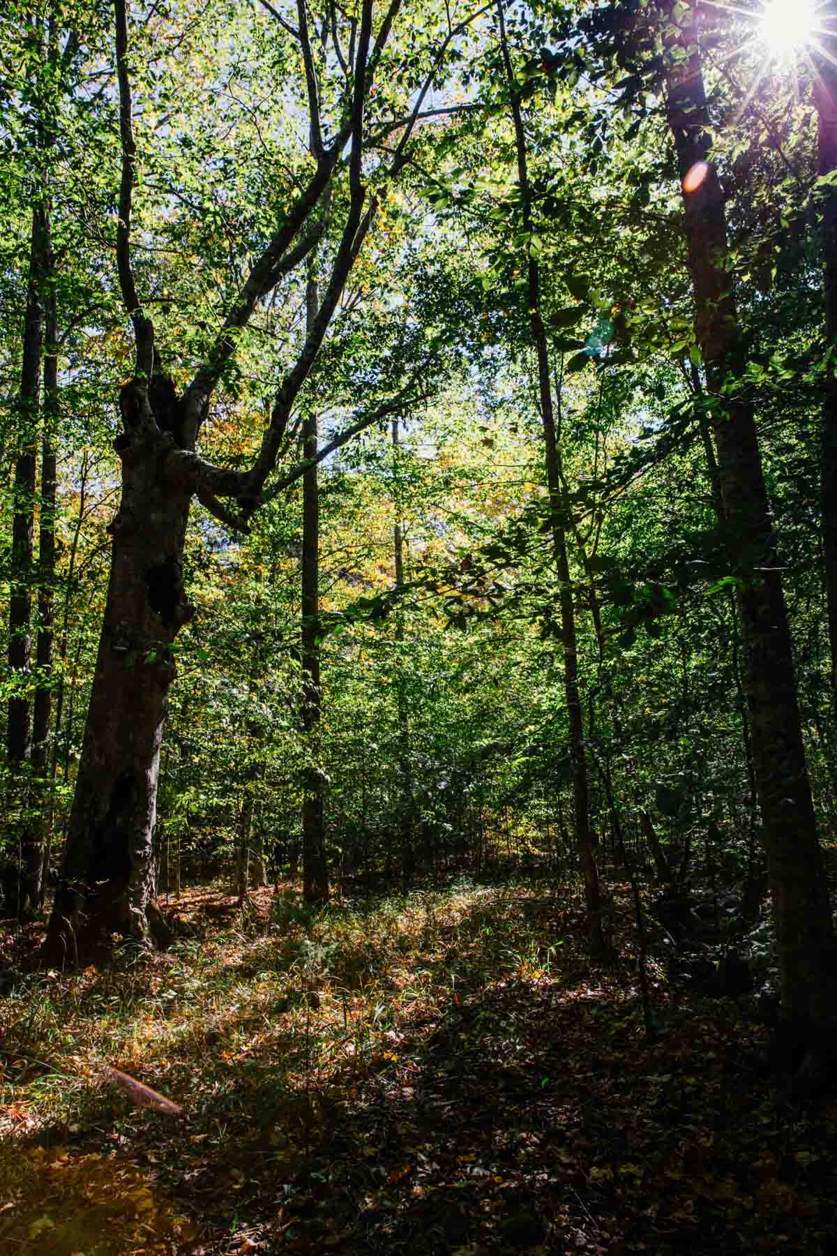 Bennett's Cove property picture 20 of 33