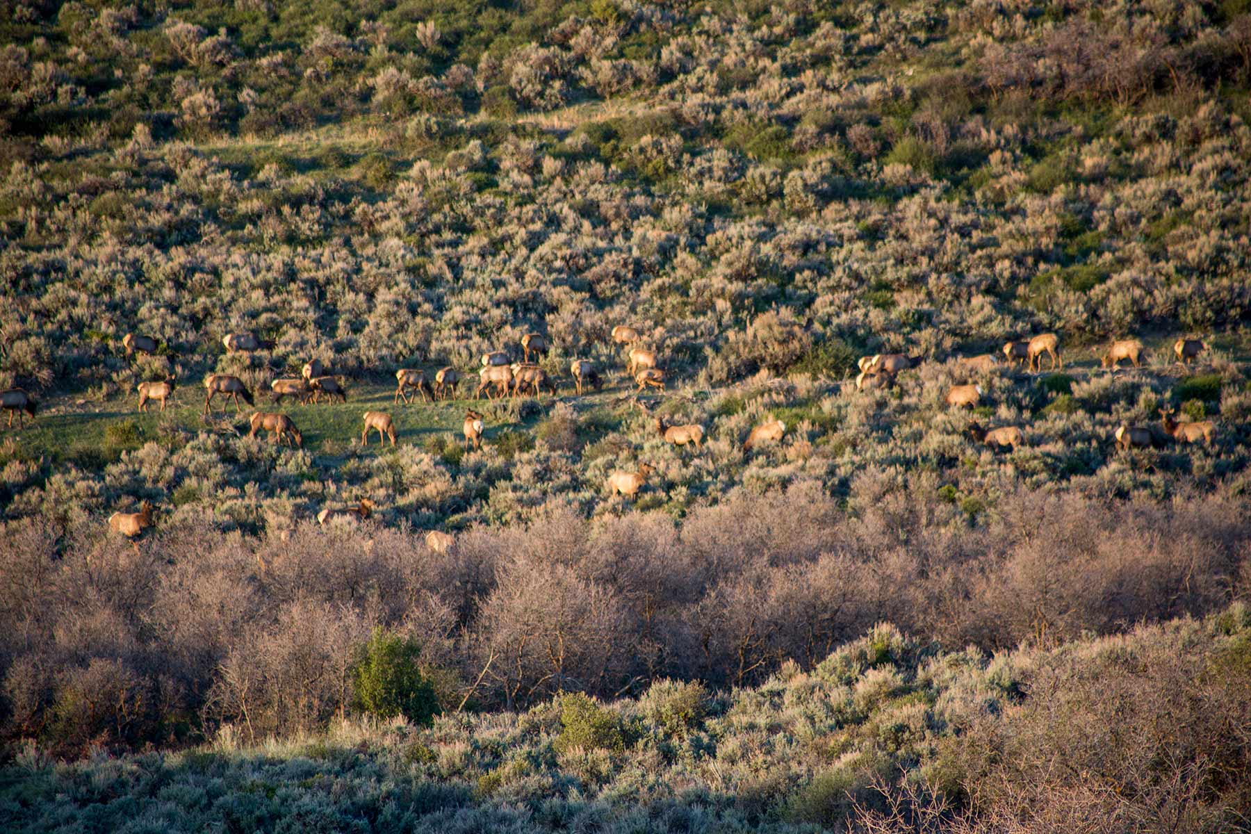 Stealey Mountain Ranch property picture 10 of 76