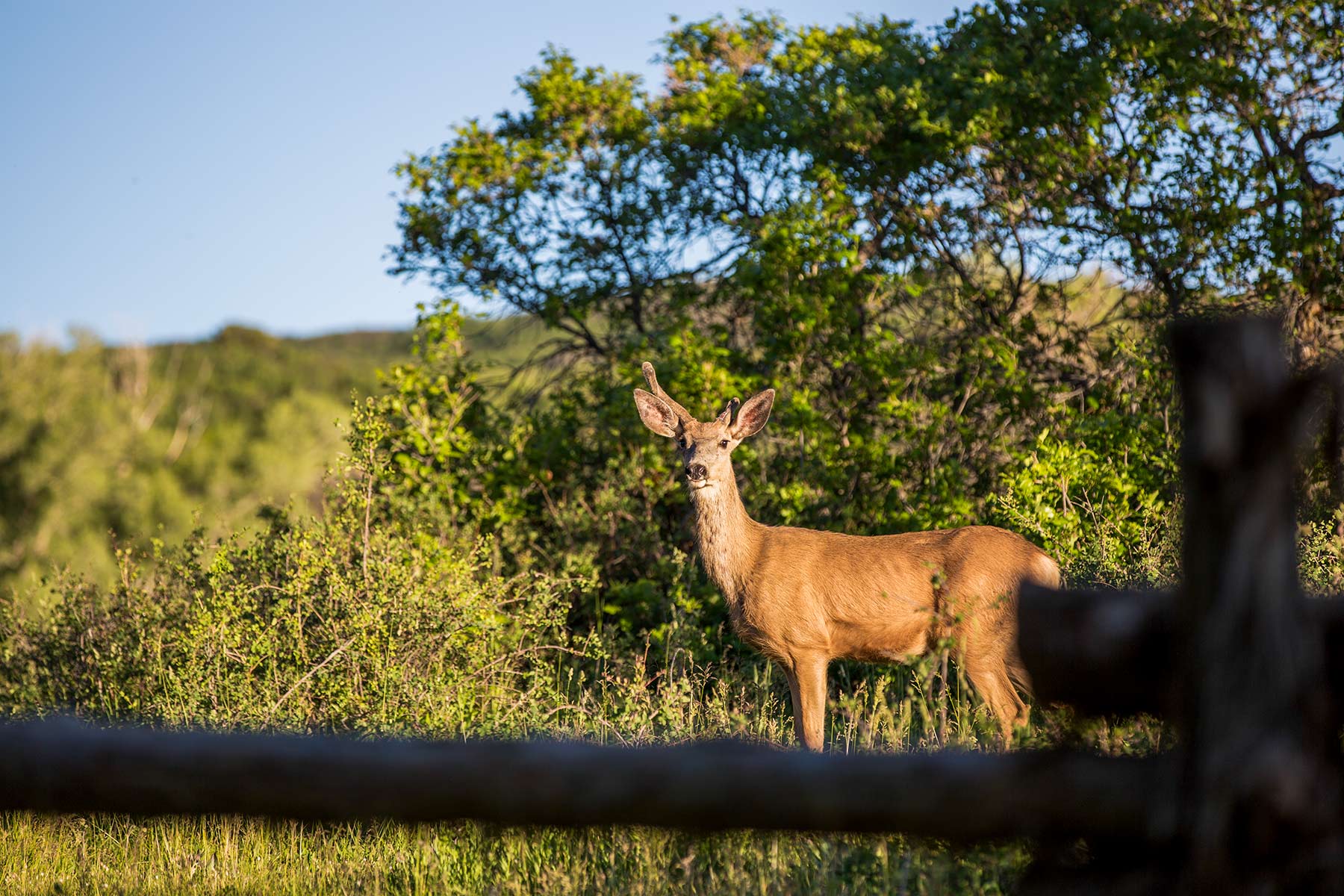 Stealey Mountain Ranch property picture 20 of 76
