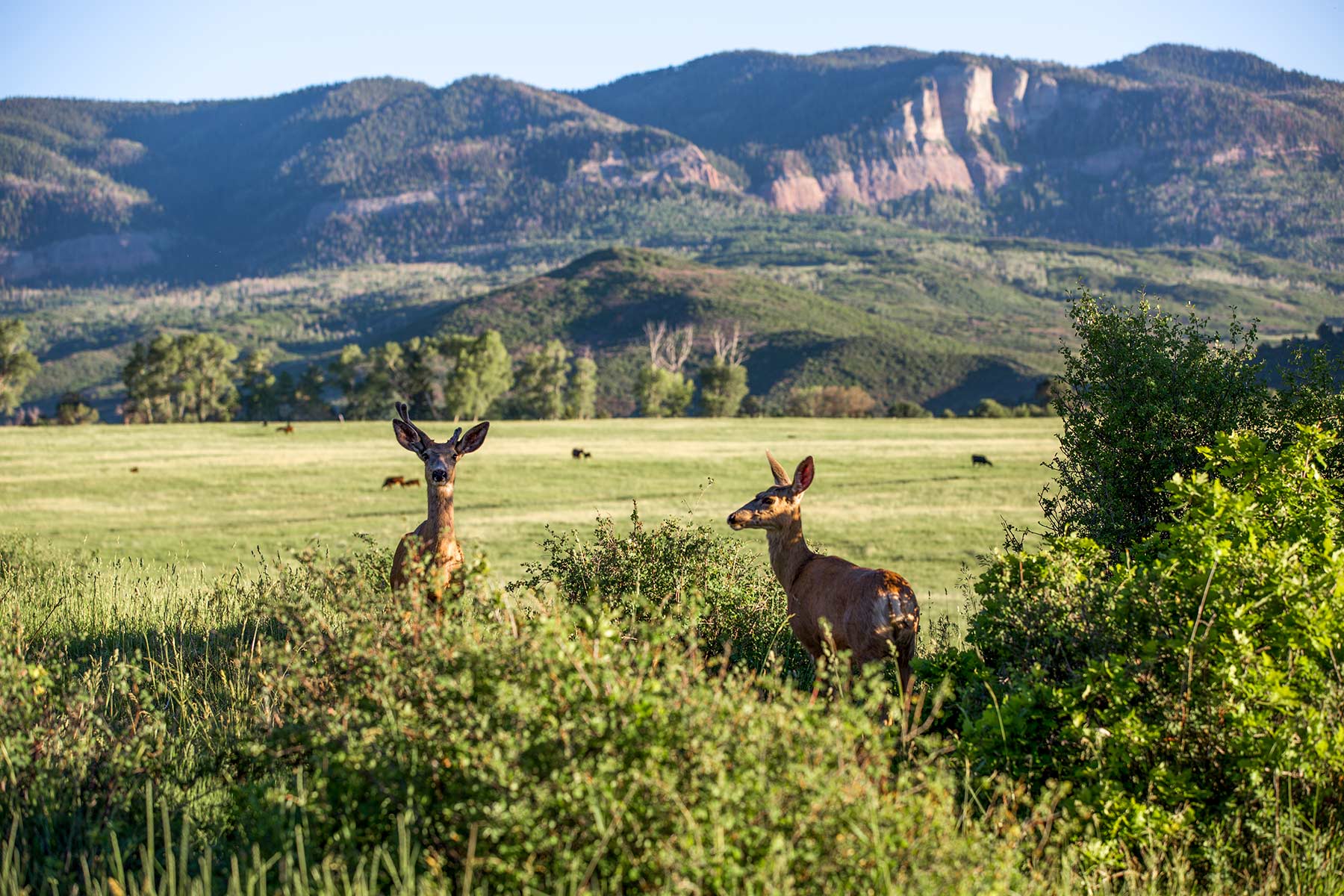 Stealey Mountain Ranch property picture 59 of 76