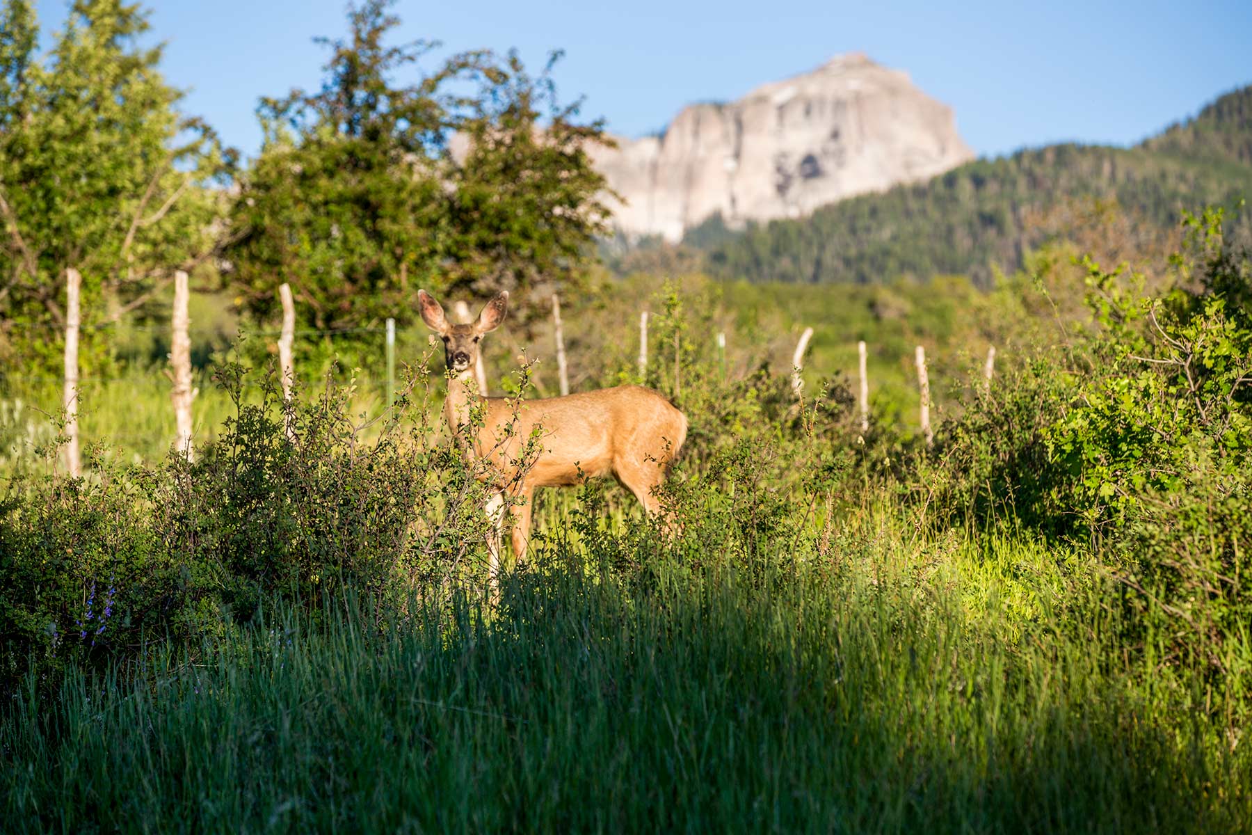 Stealey Mountain Ranch property picture 55 of 76