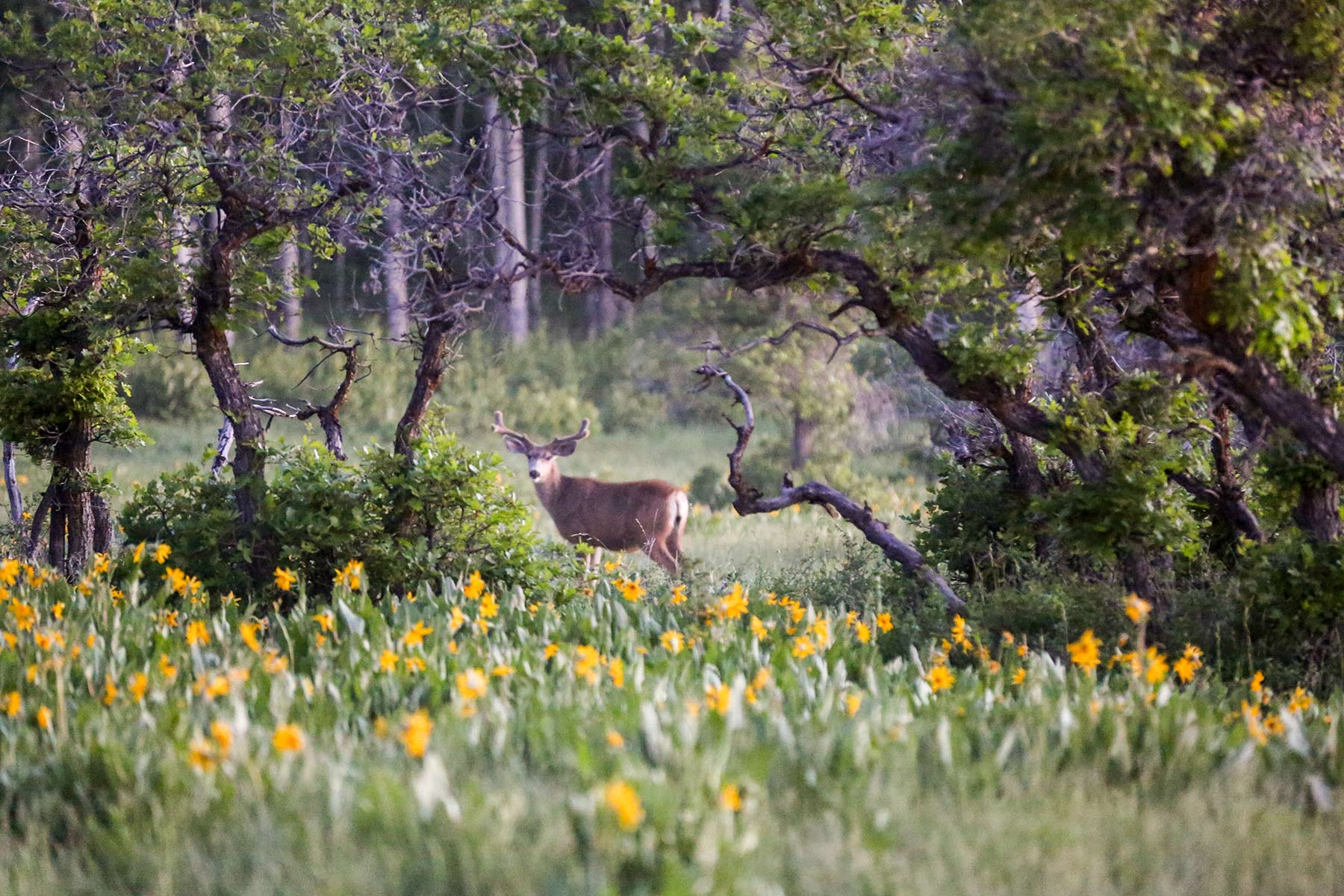 Stealey Mountain Ranch property picture 22 of 76