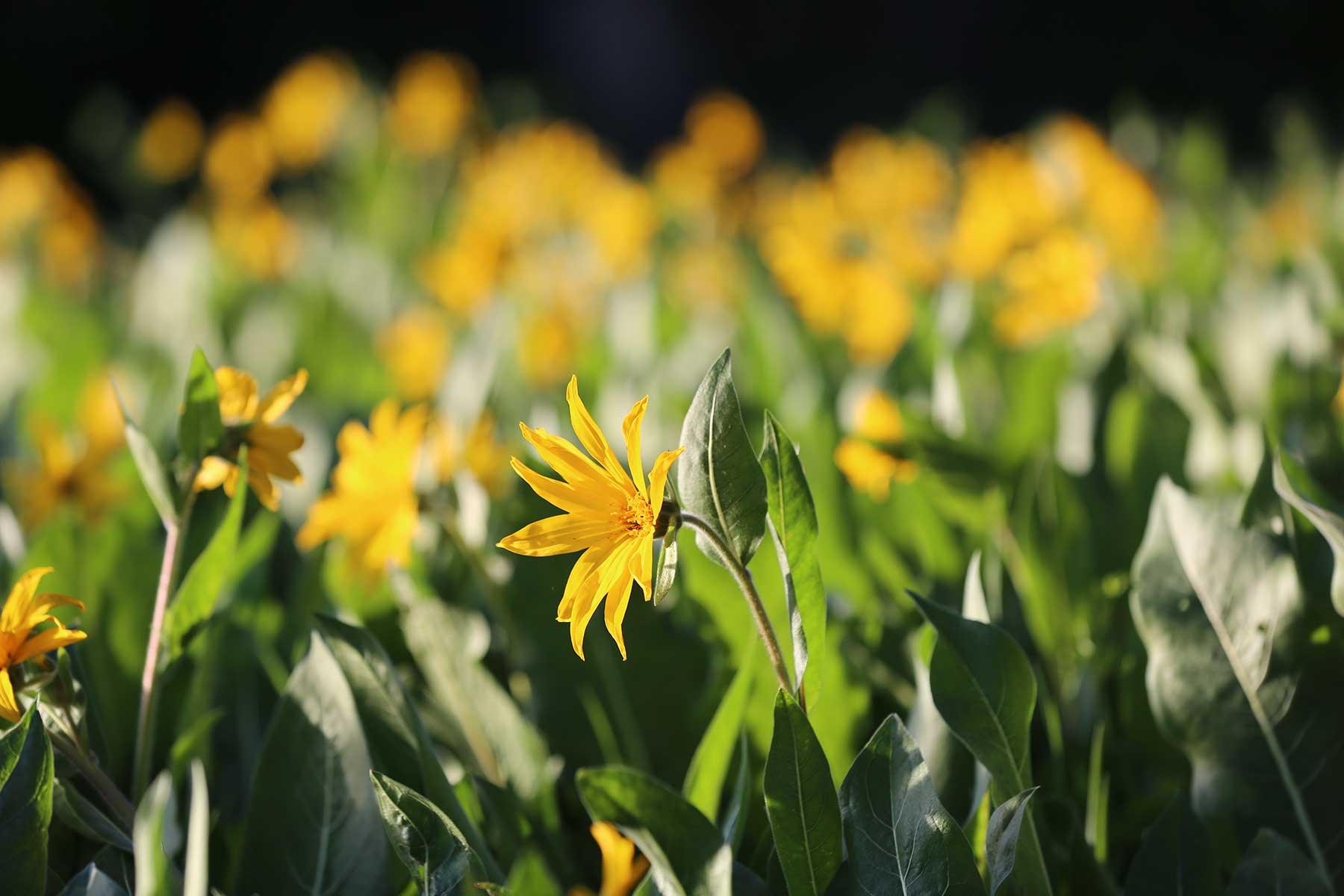 Stealey Mountain Ranch property picture 75 of 76