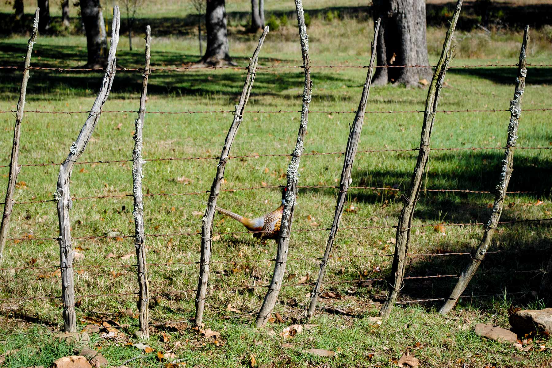 KiamichiLink Ranch property picture 63 of 89