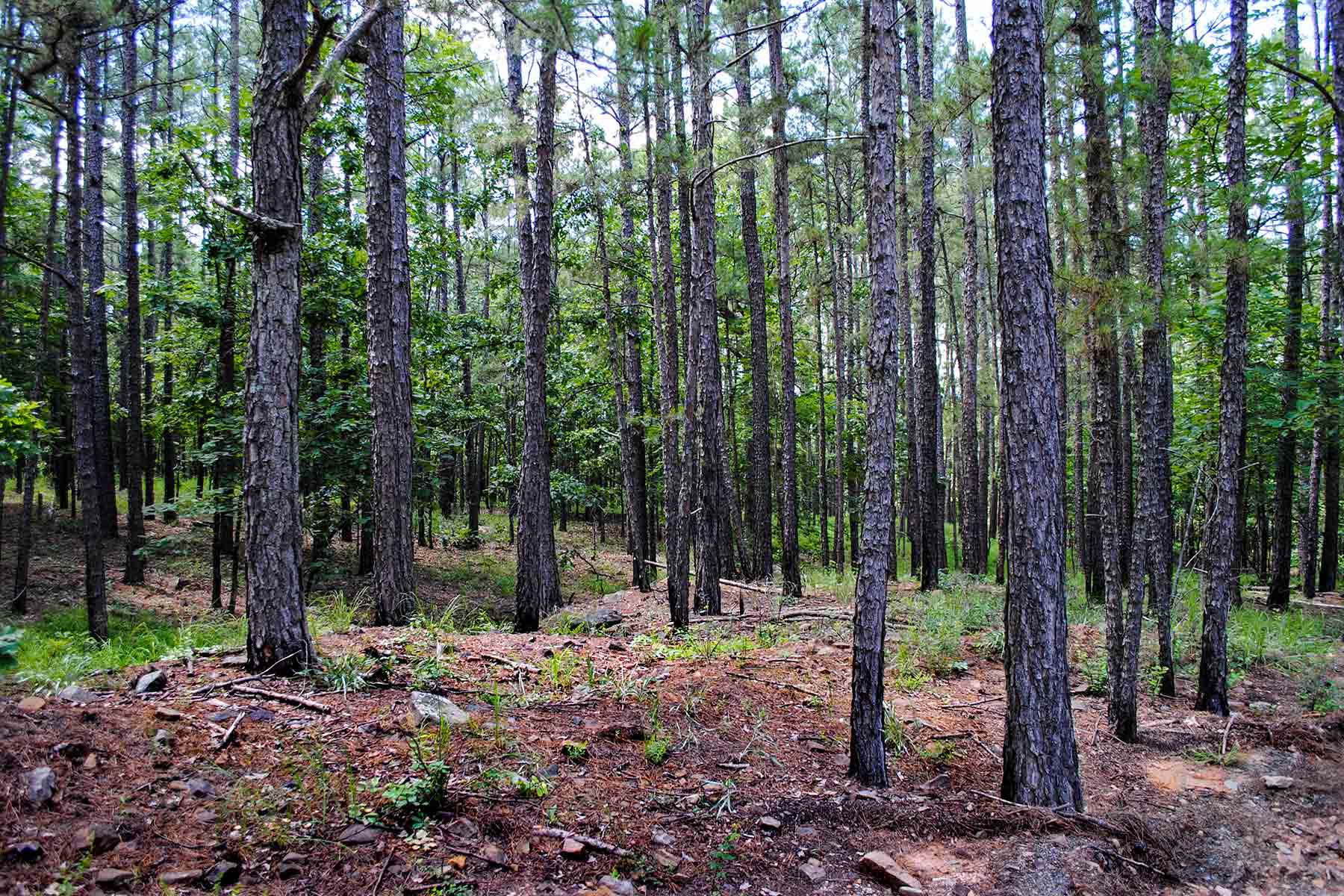 KiamichiLink Ranch property picture 75 of 89