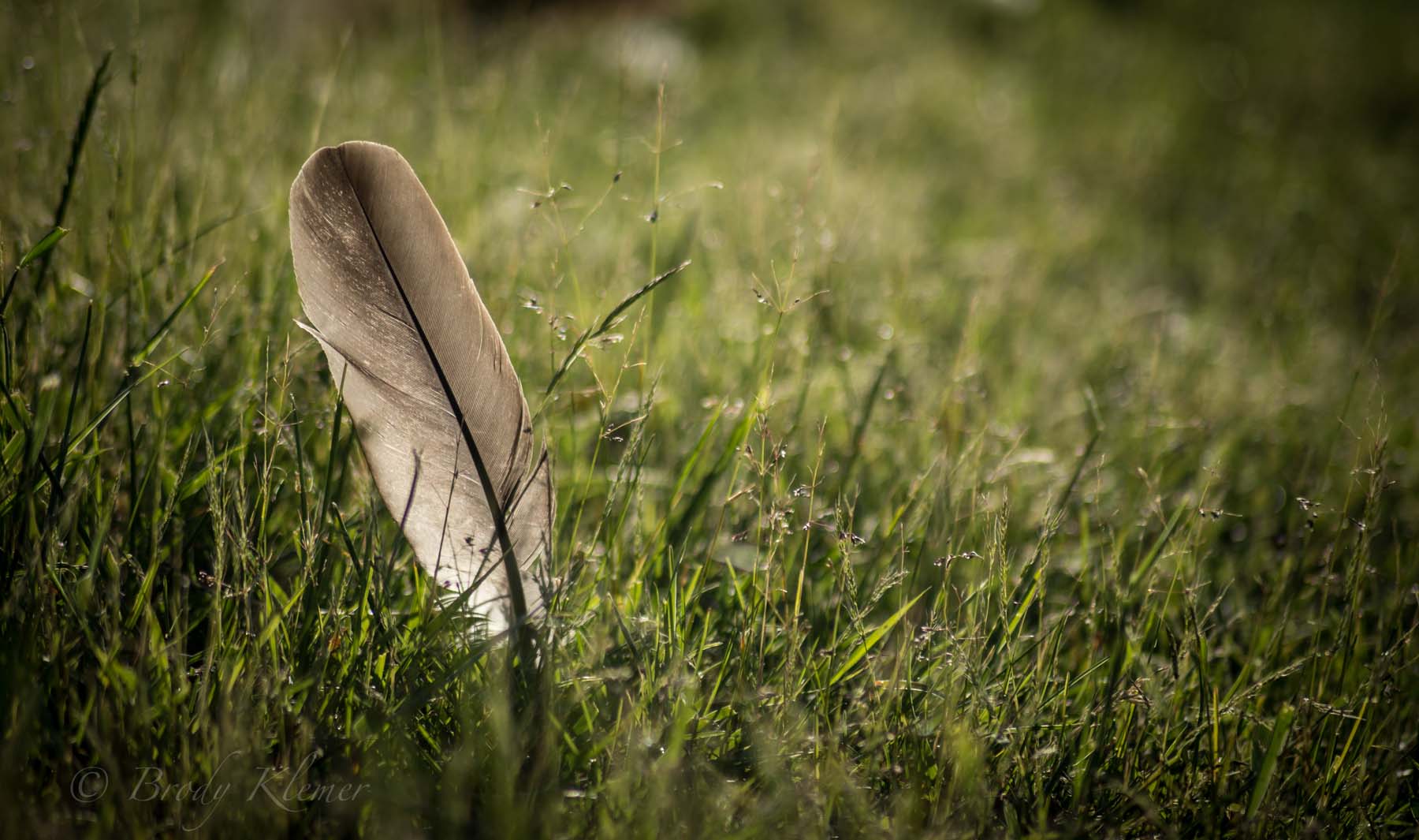 Lone Cypress Ranch property picture 26 of 42