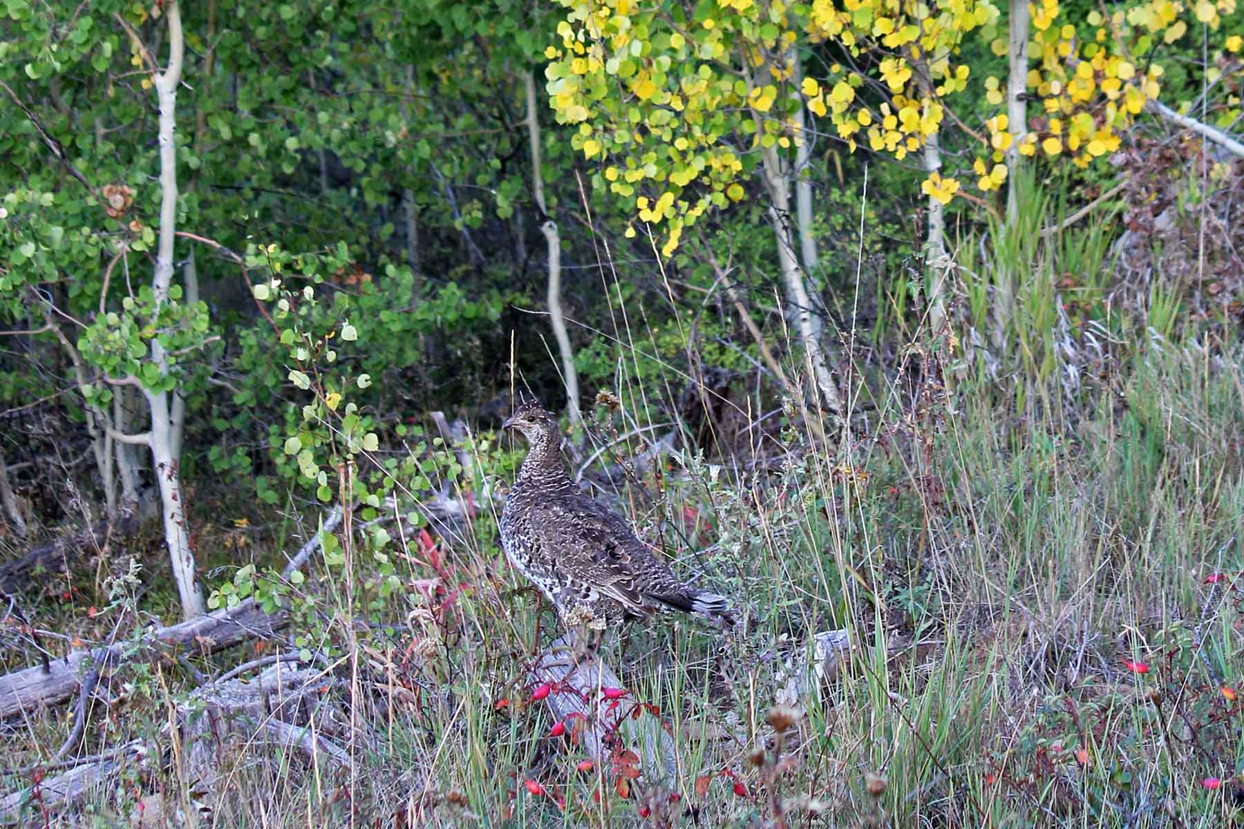 Marietta Creek Ranch property picture 30 of 59