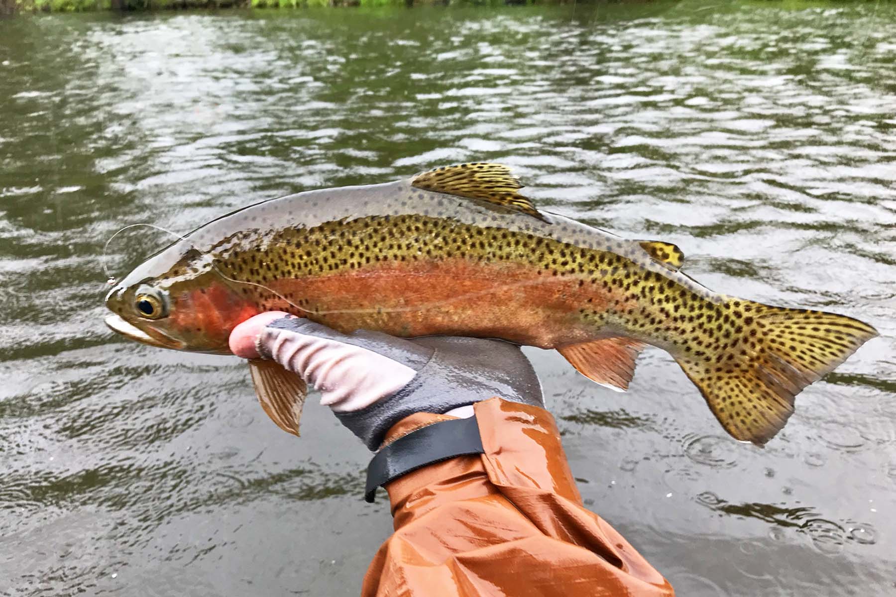 Marietta Creek Ranch property picture 34 of 59