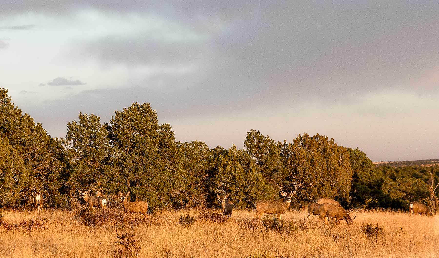 Dos Caballos property picture 79 of 87