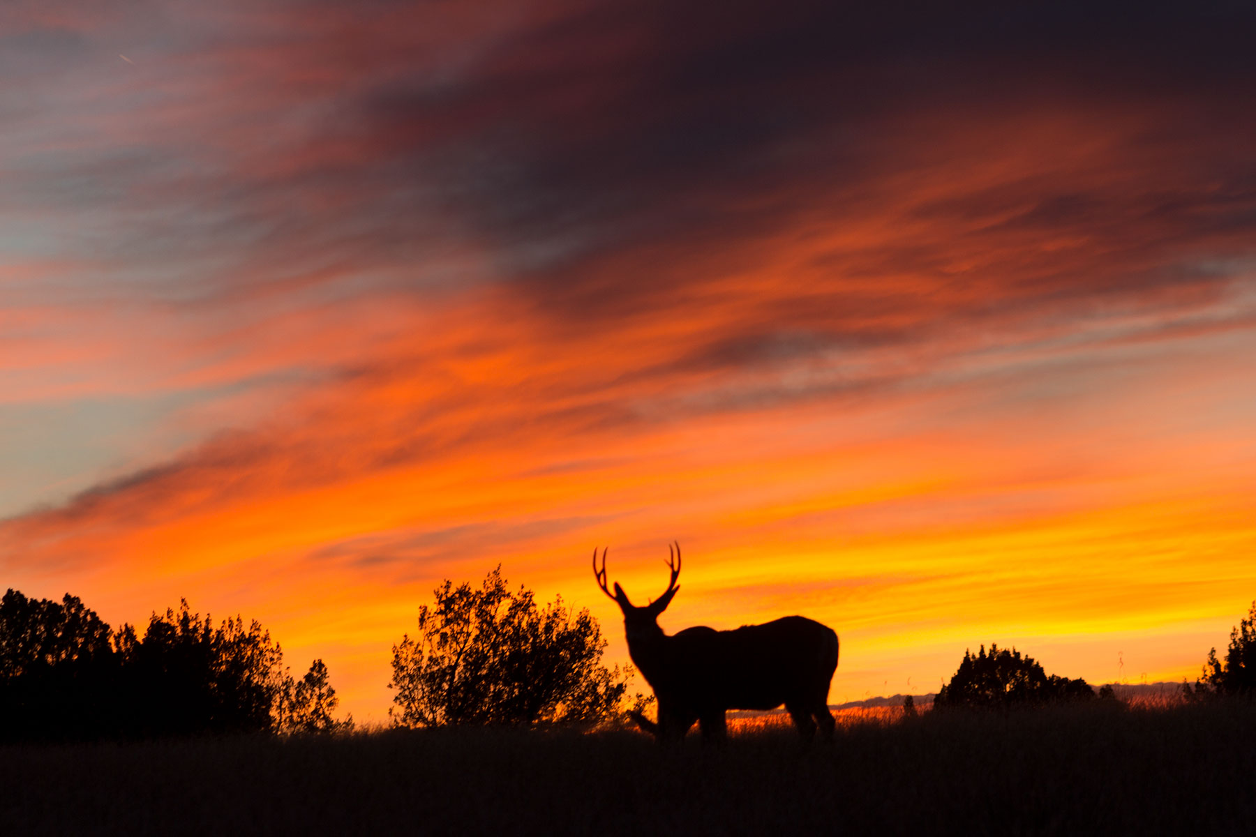 Dos Caballos property picture 14 of 87
