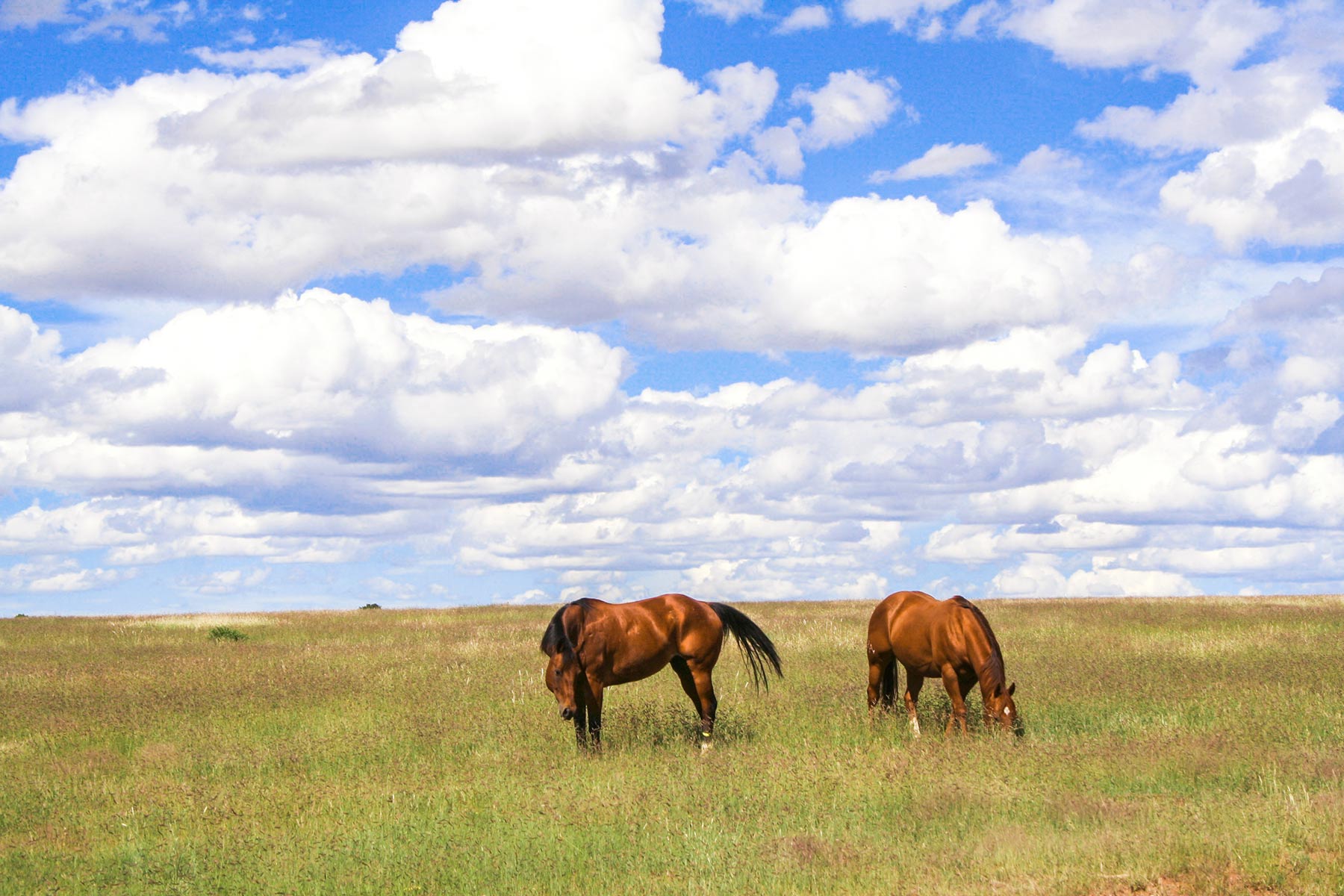 Dos Caballos property picture 13 of 87
