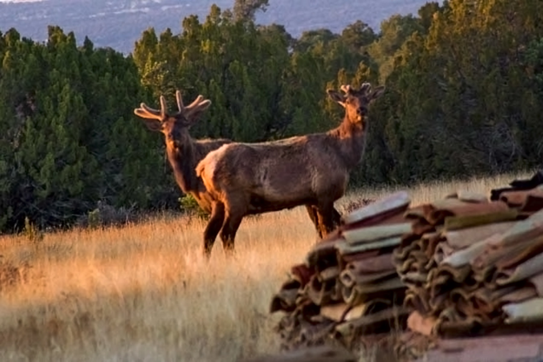 Dos Caballos property picture 74 of 87