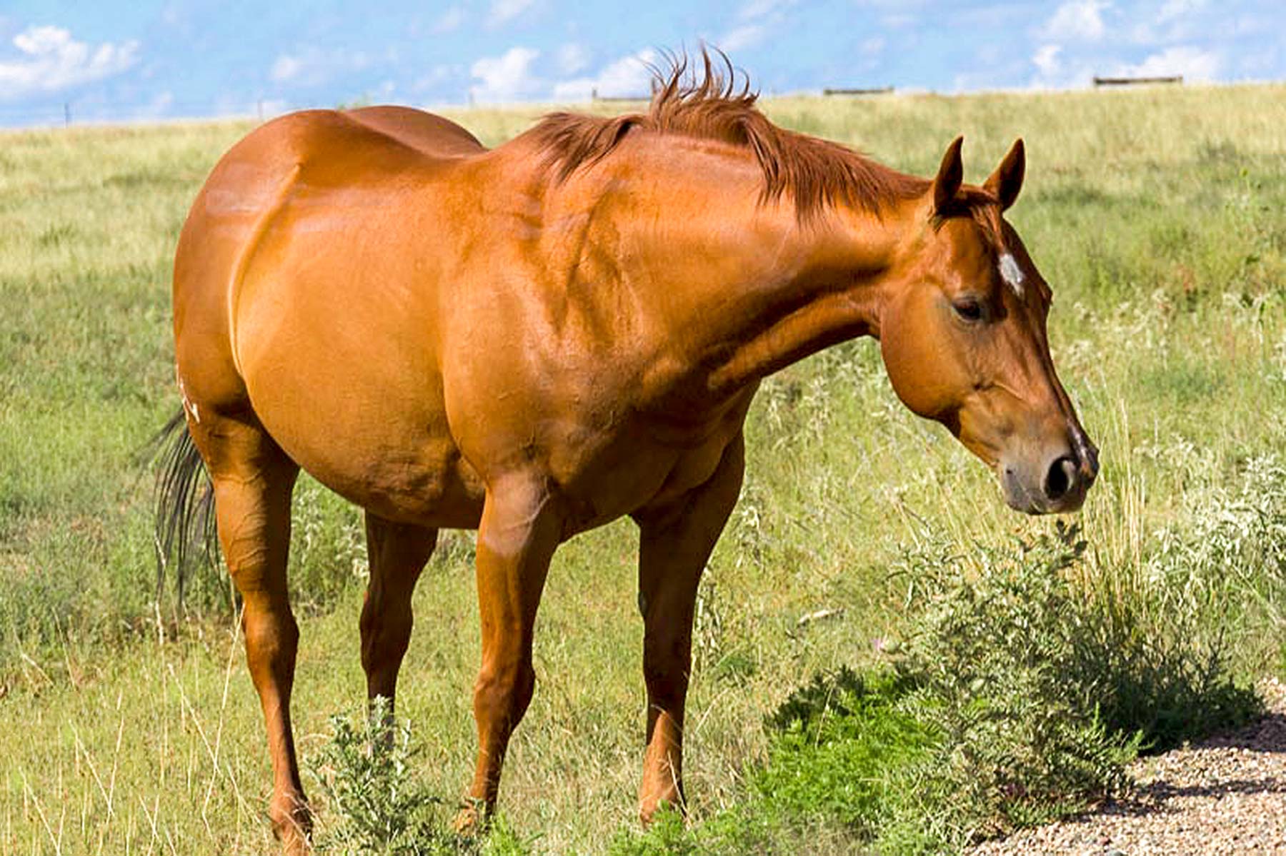 Dos Caballos property picture 18 of 87