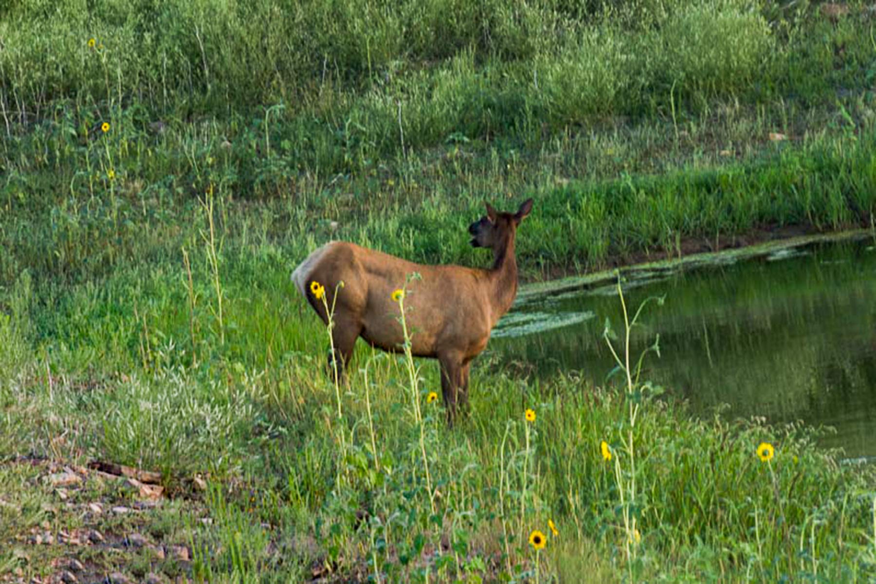 Dos Caballos property picture 73 of 87