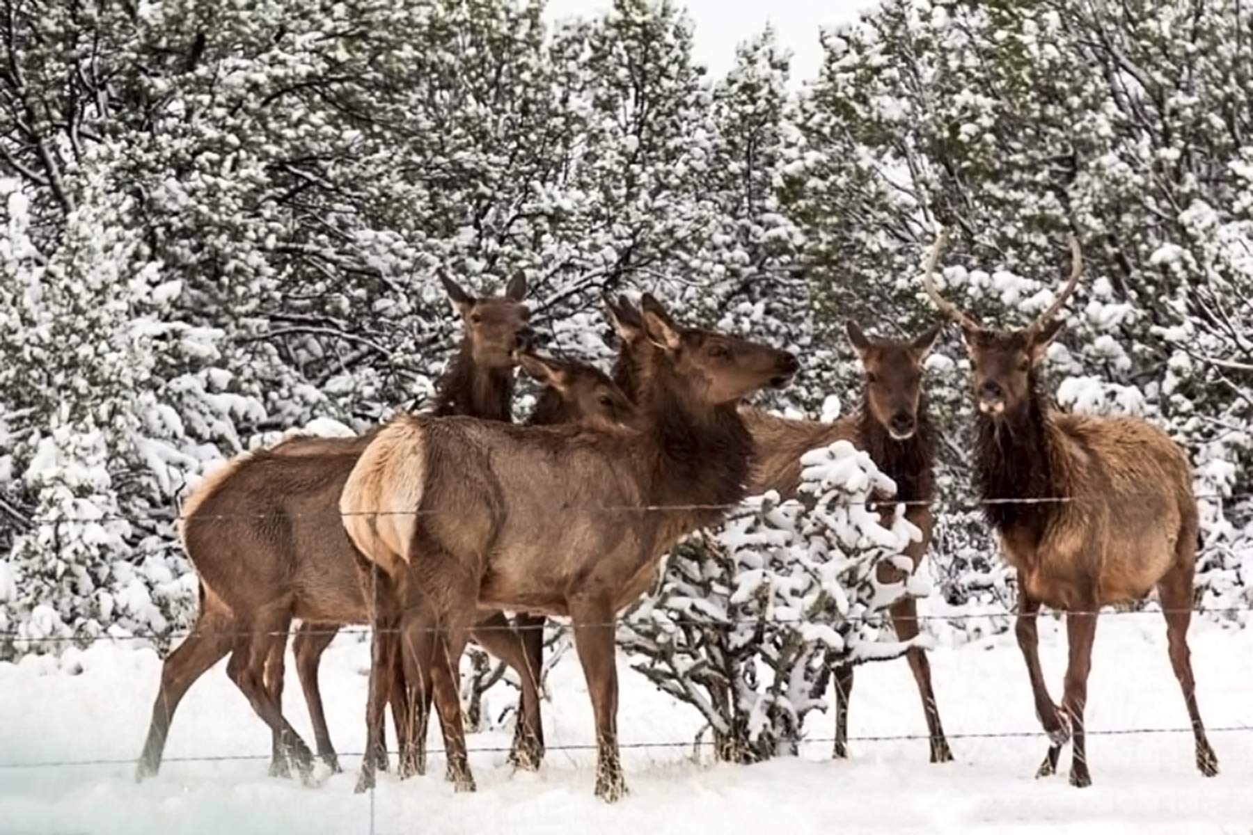 Dos Caballos property picture 72 of 87