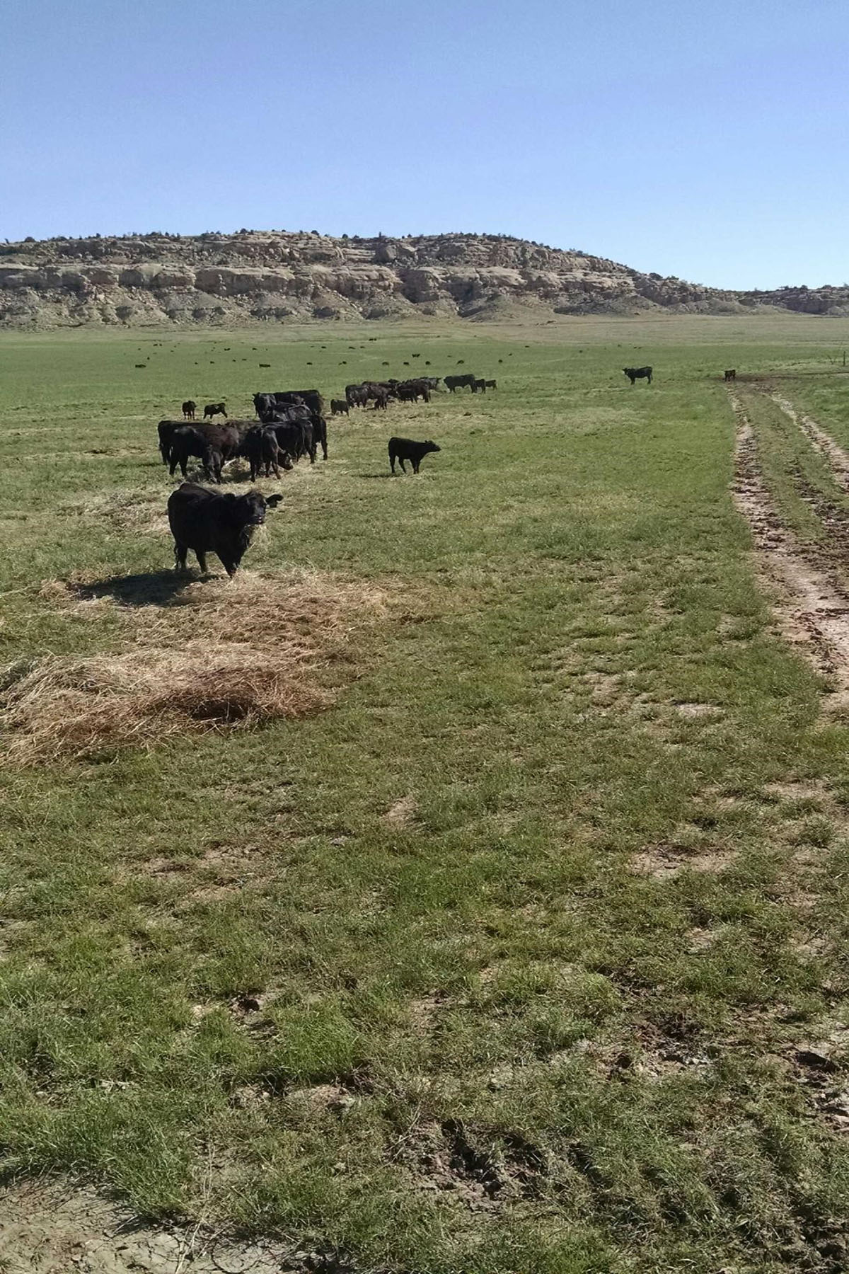 Saddle Horn Ranch property picture 10 of 25