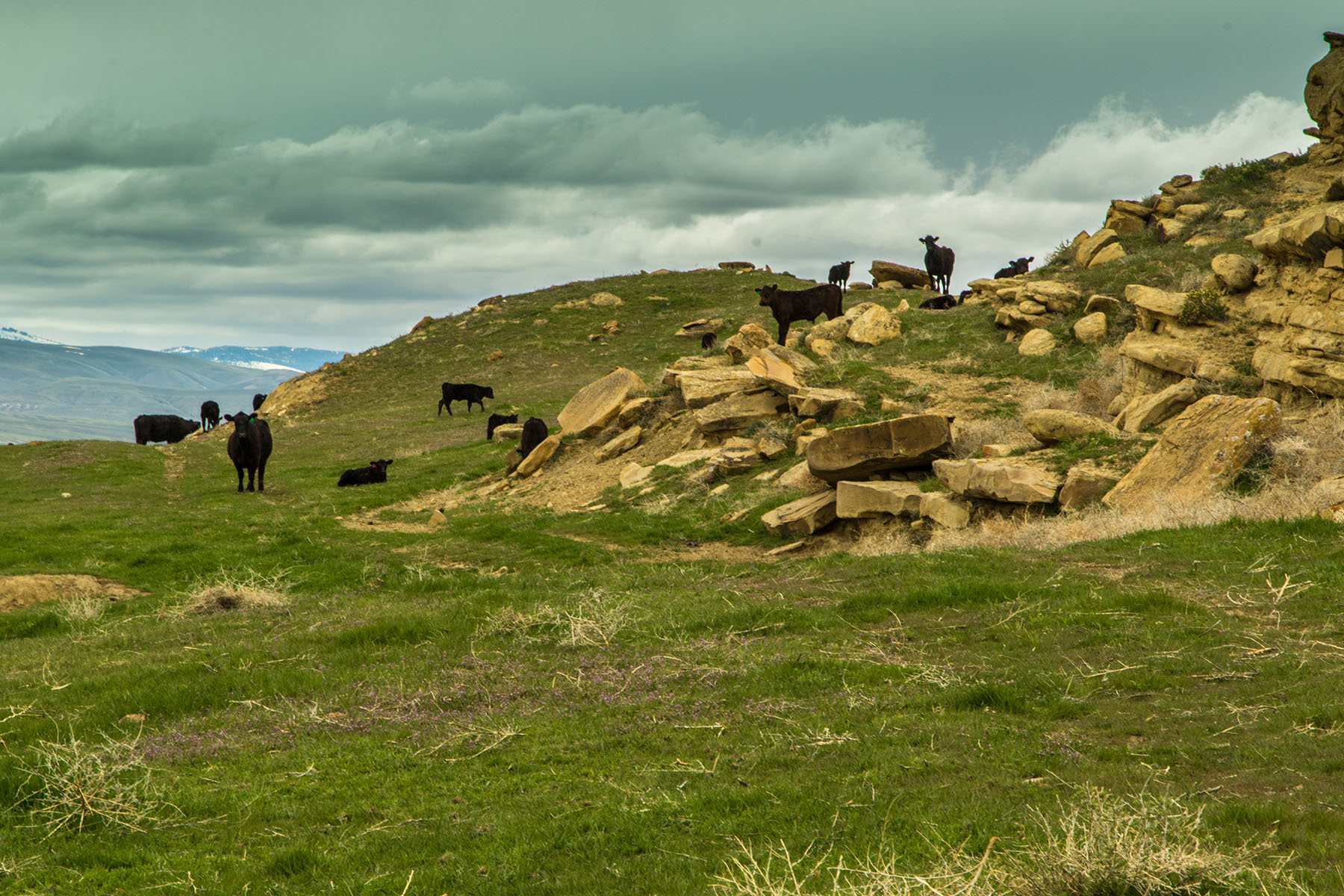 Saddle Horn Ranch property picture 12 of 25
