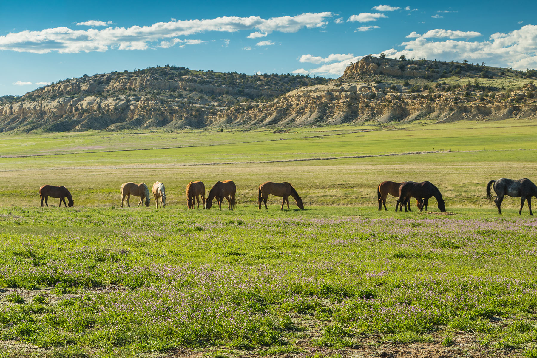 Saddle Horn Ranch property picture 9 of 25