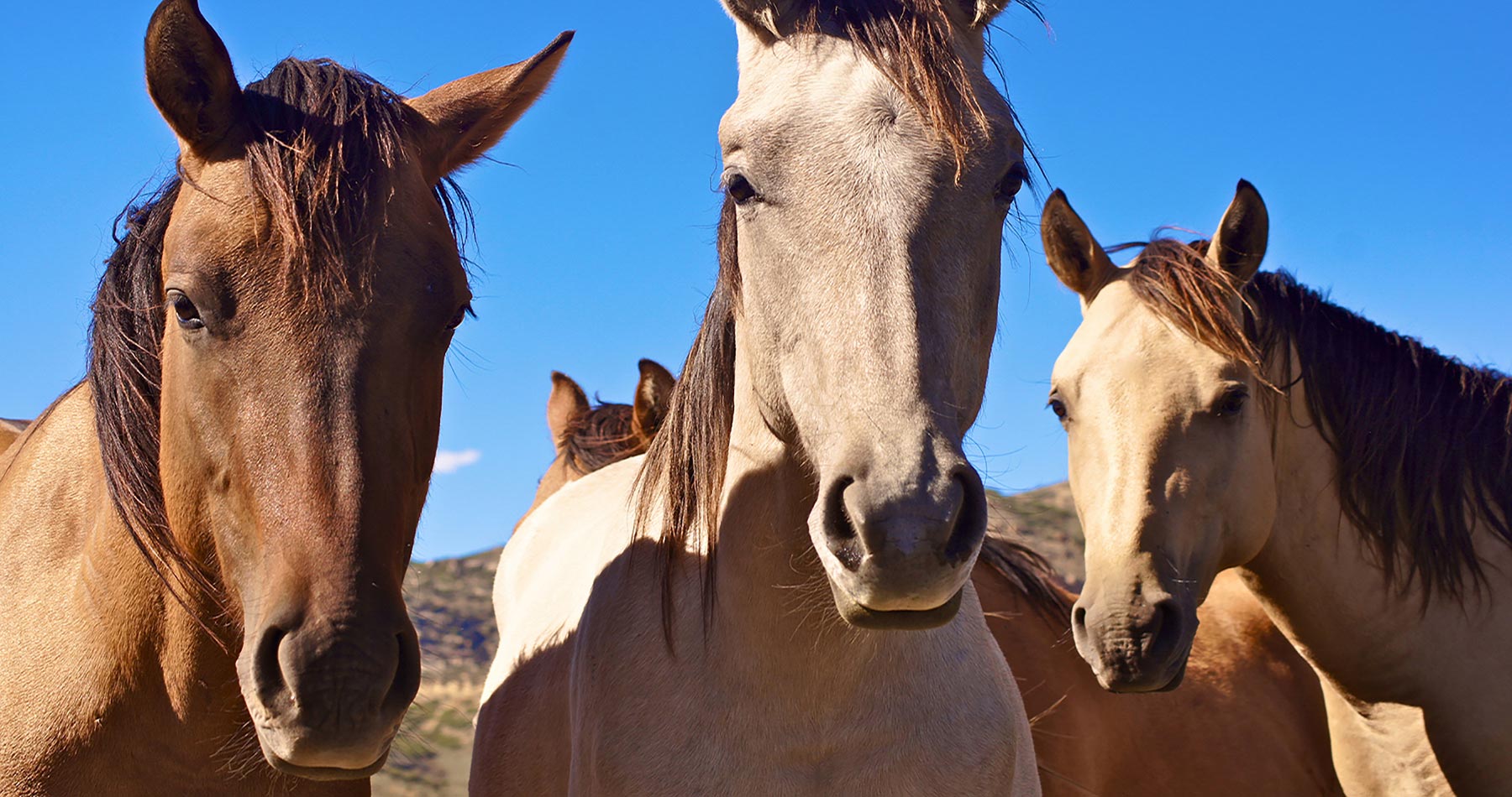 Motherwell Ranch property picture 74 of 128