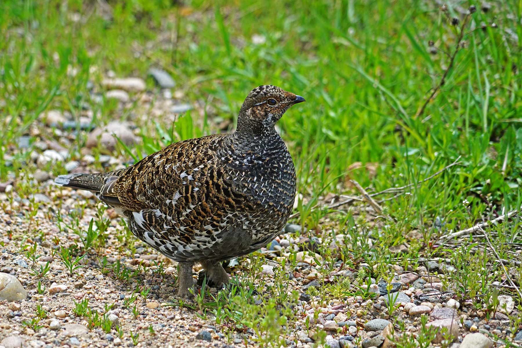 Motherwell Ranch property picture 102 of 128