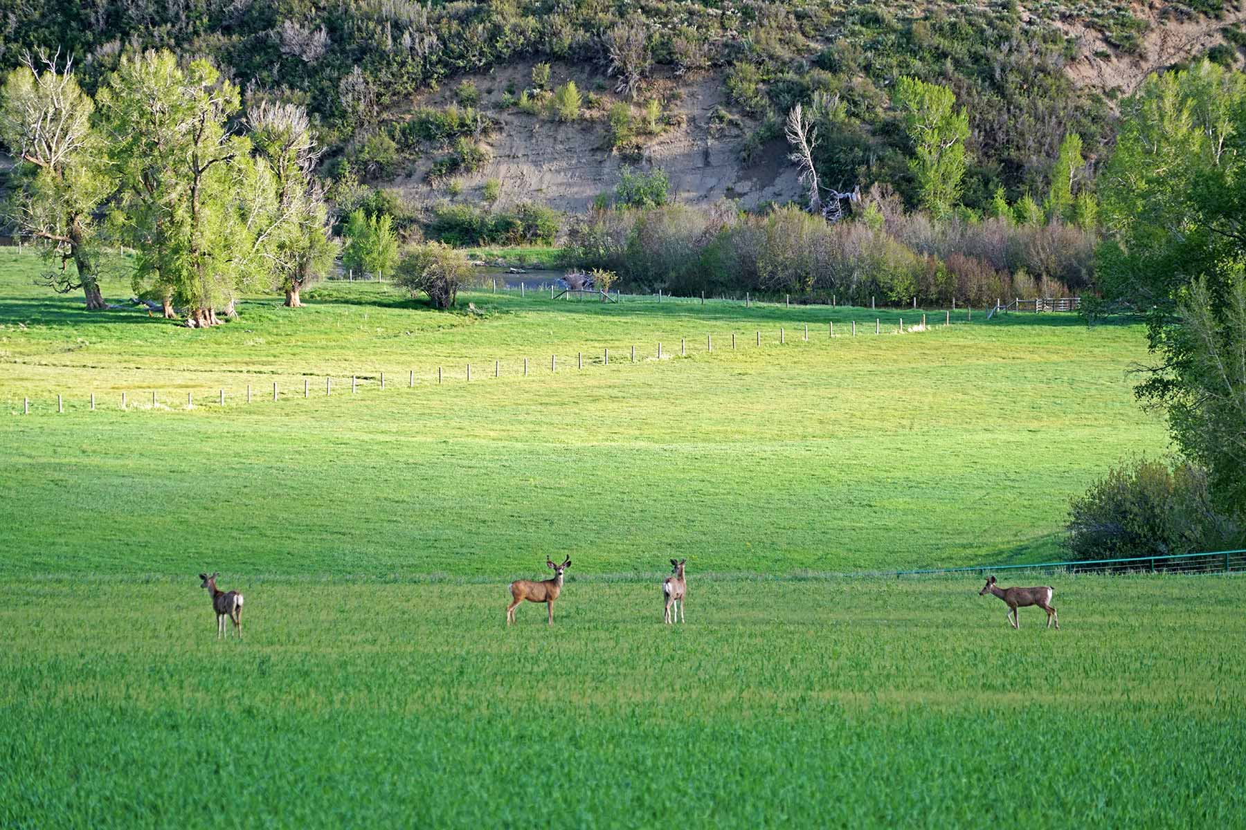 Motherwell Ranch property picture 62 of 128