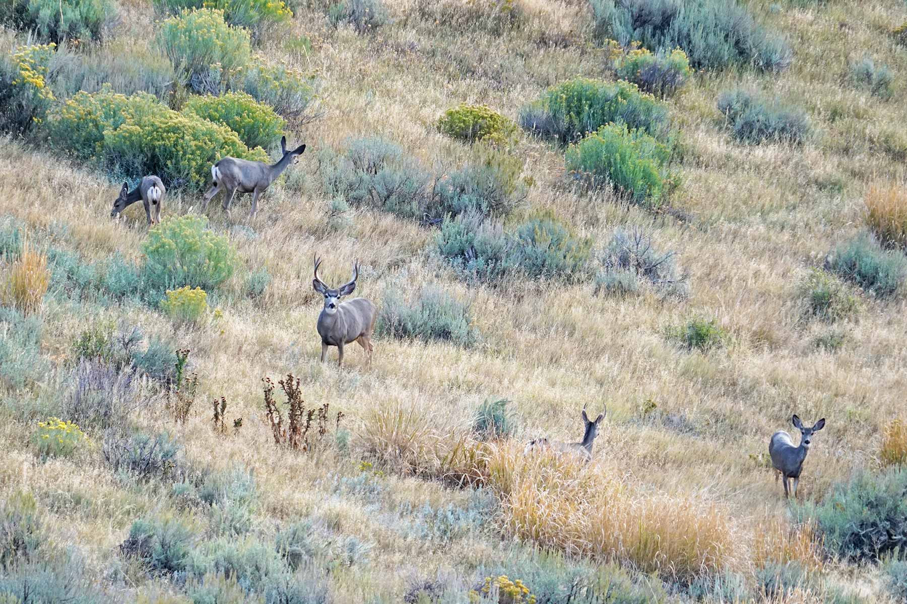 Motherwell Ranch property picture 49 of 128