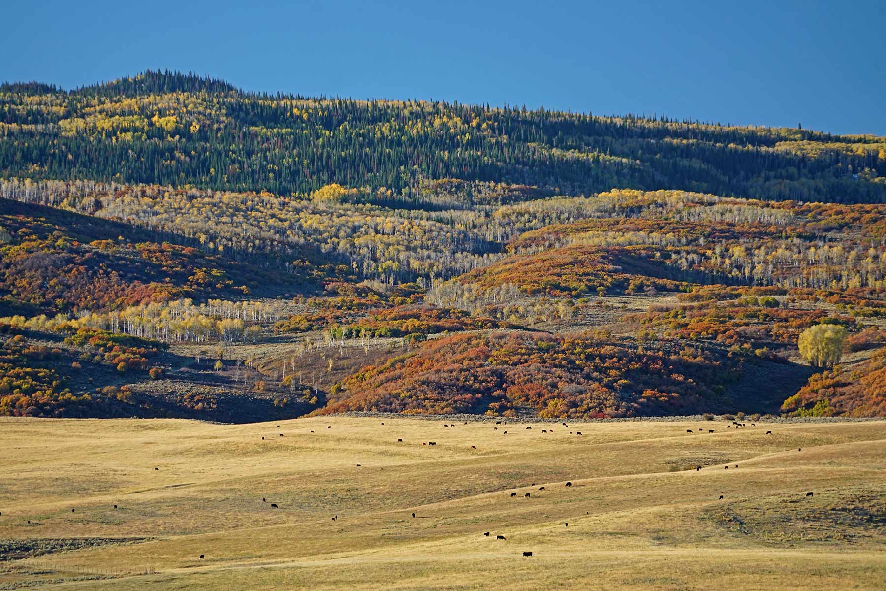 Motherwell Ranch property picture 21 of 128