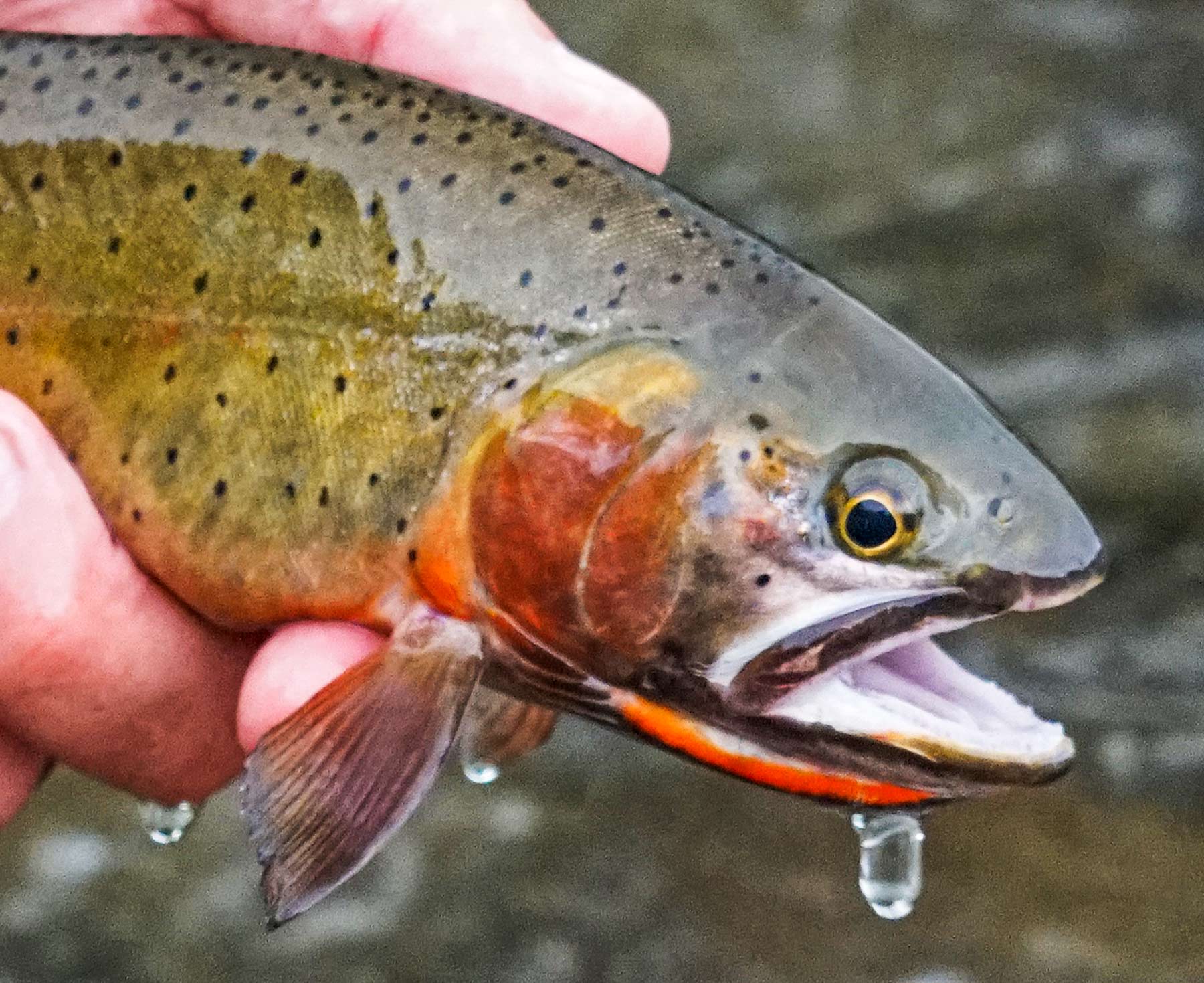 Motherwell Ranch property picture 114 of 128