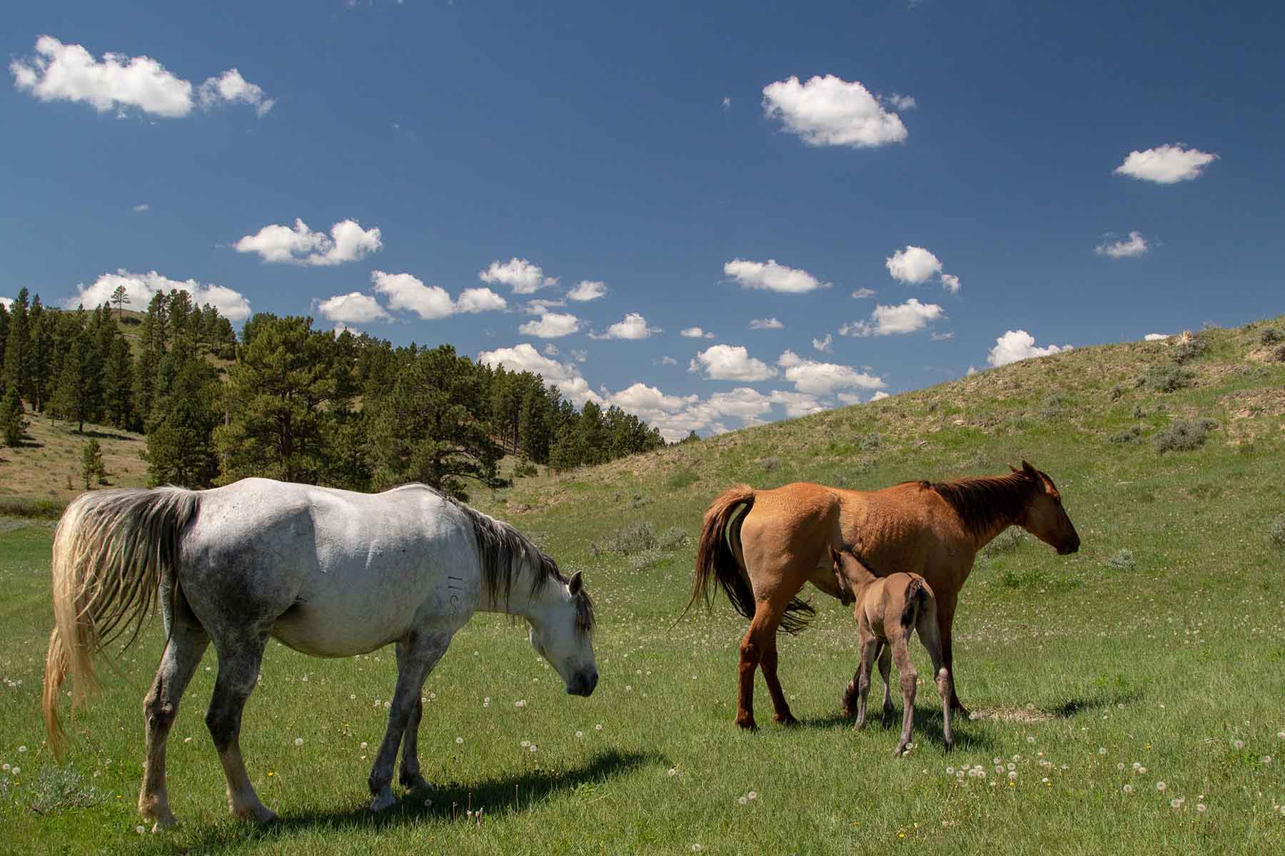 SweetGrass Ranch property picture 8 of 37