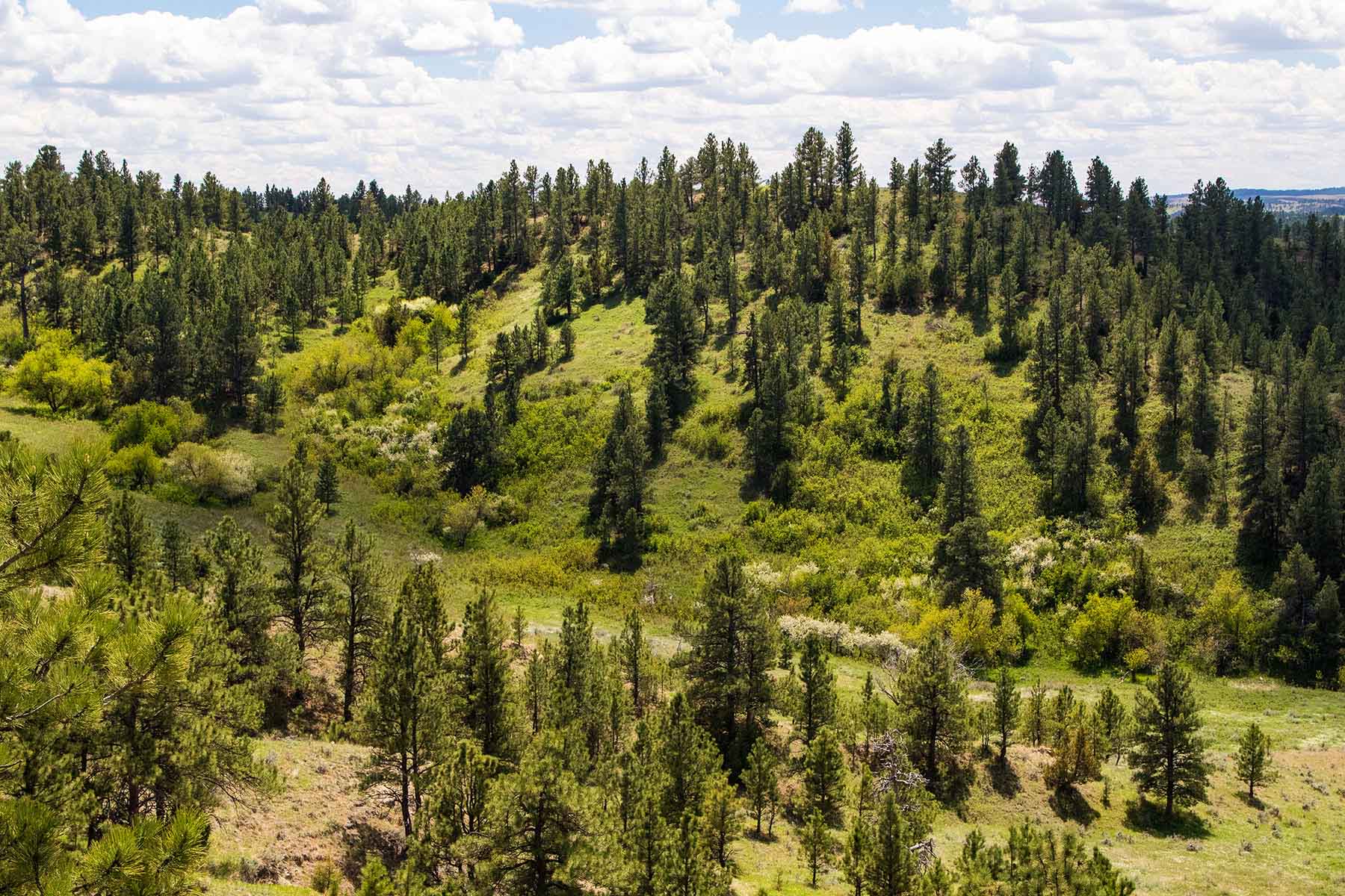 SweetGrass Ranch property picture 7 of 37