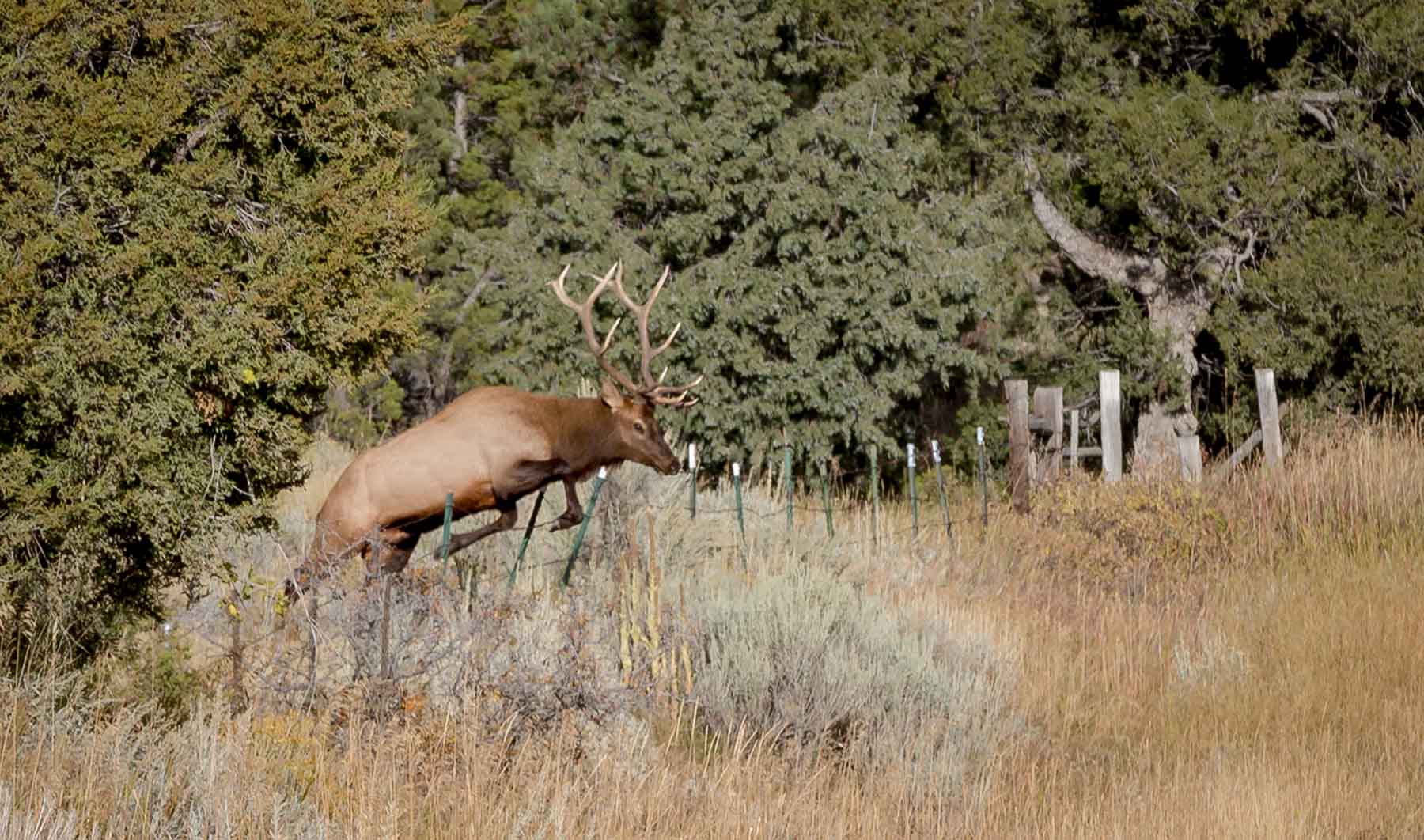 Lippert Gulch Ranch property picture 9 of 39