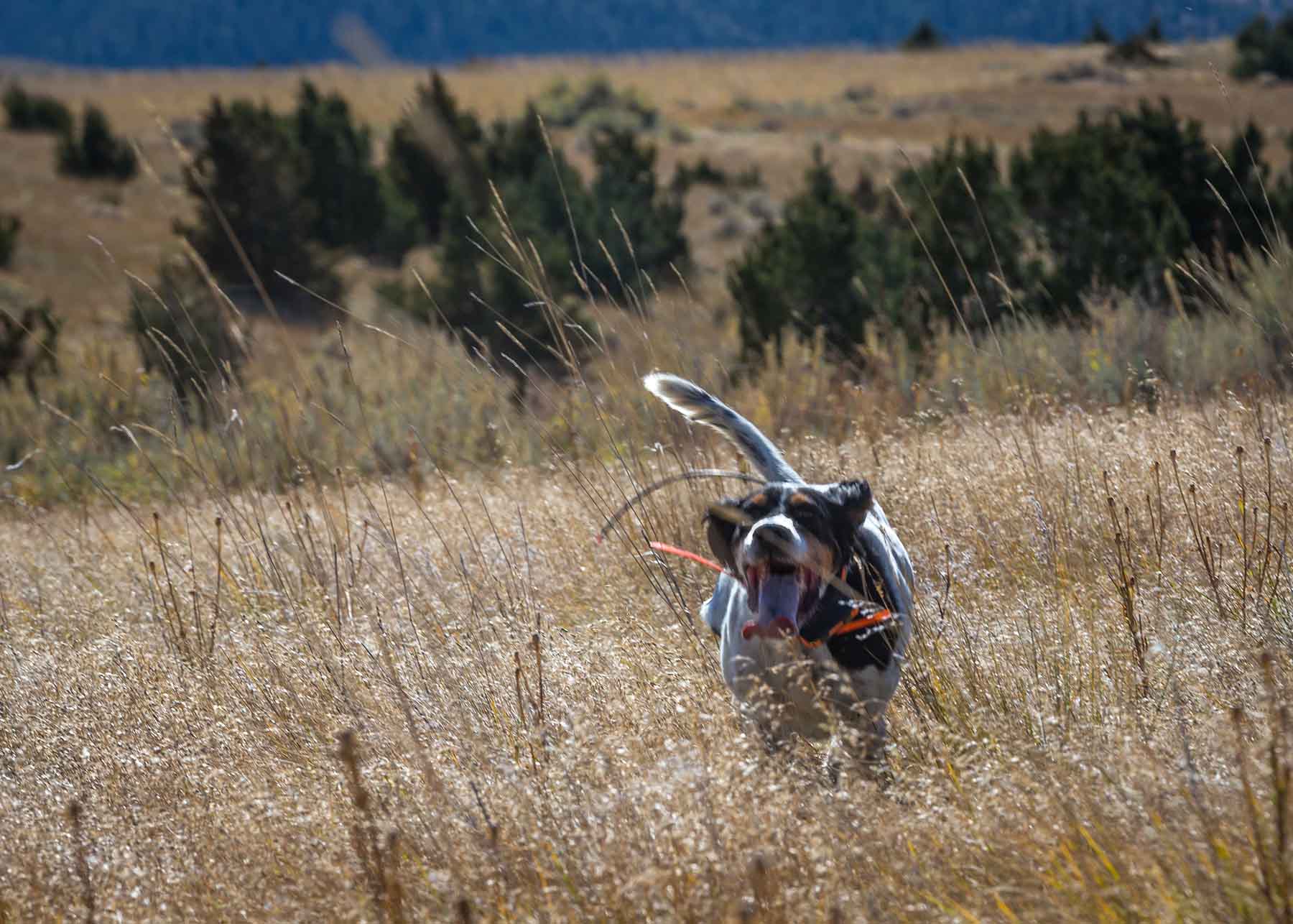 Lippert Gulch Ranch property picture 18 of 39