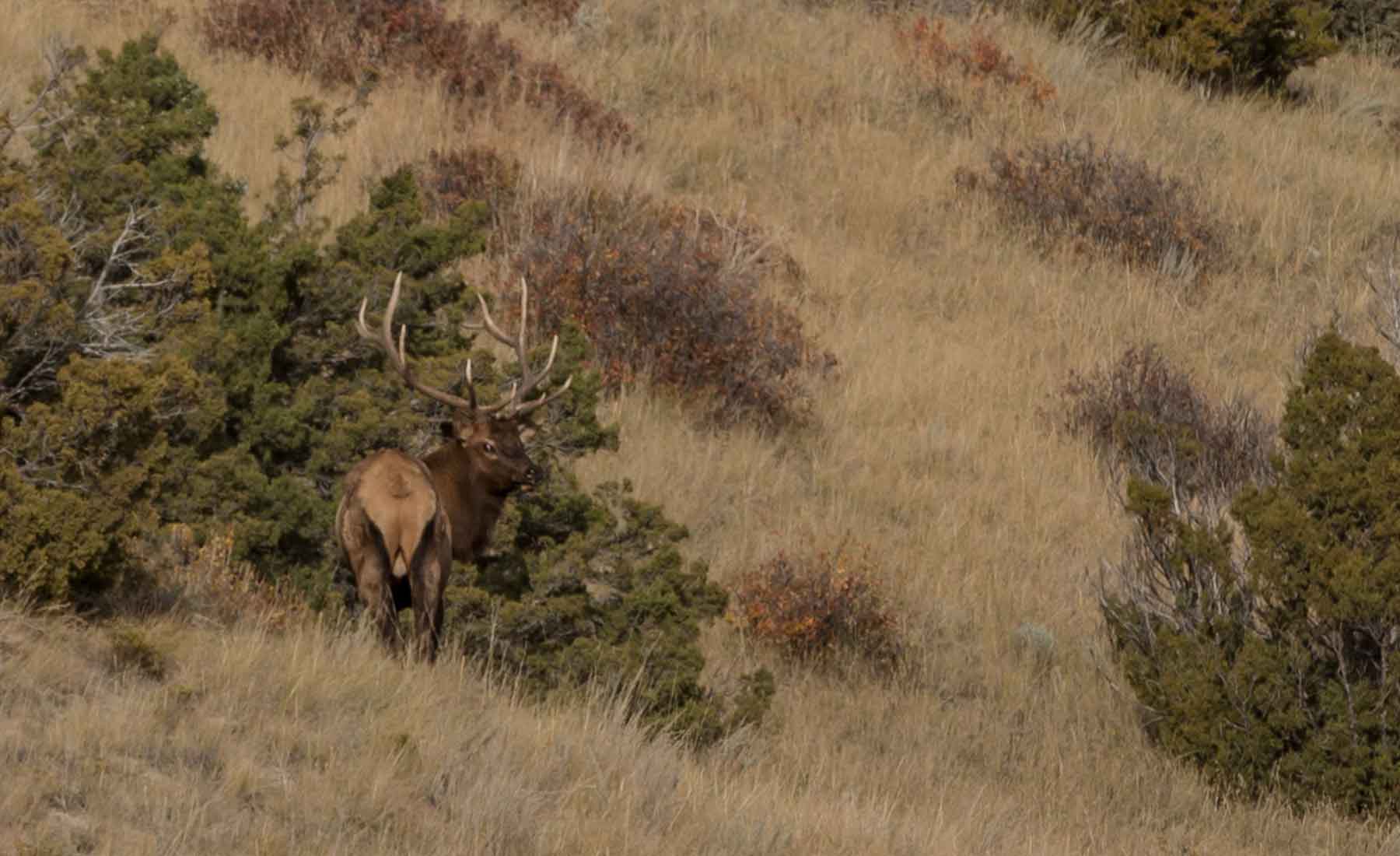 Lippert Gulch Ranch property picture 19 of 39