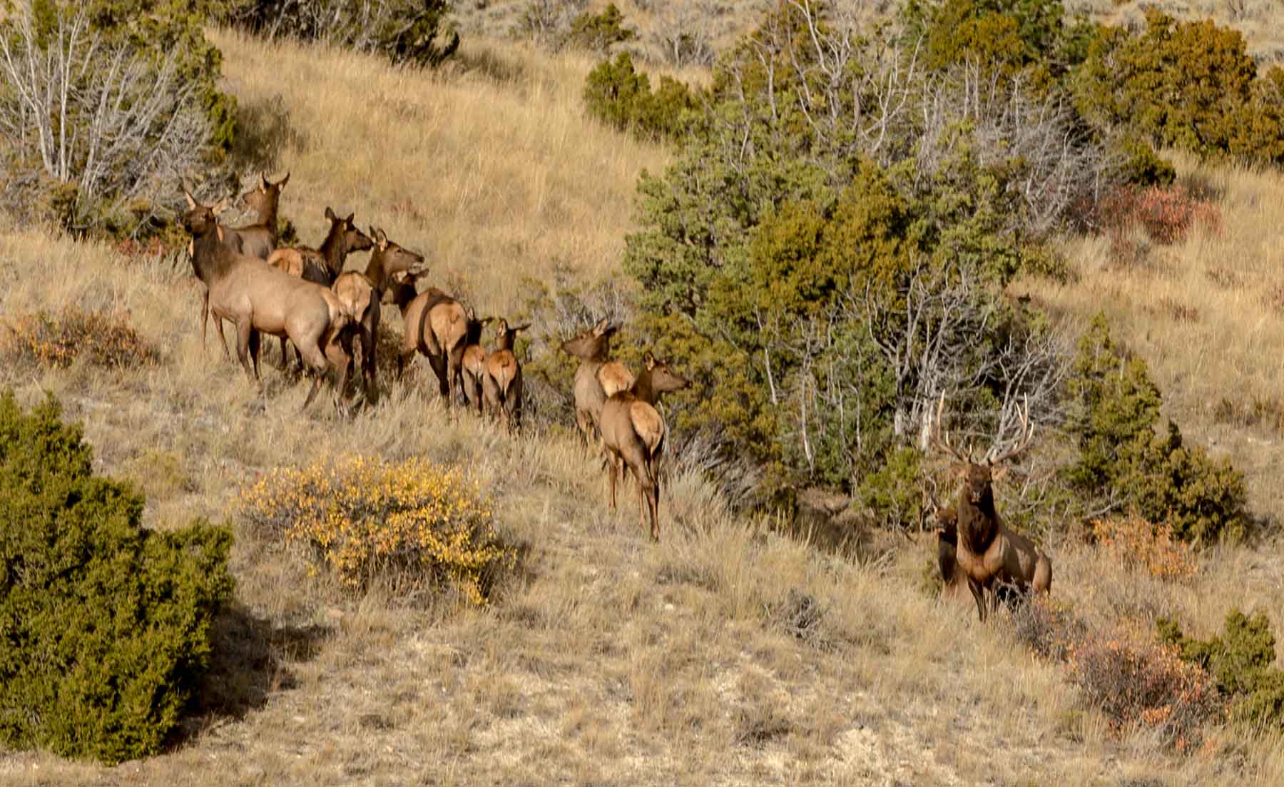 Lippert Gulch Ranch property picture 2 of 39