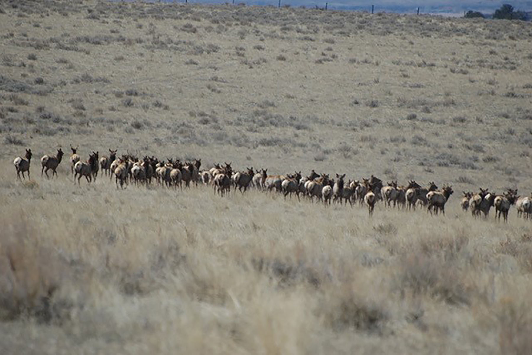 Lippert Gulch Ranch property picture 34 of 39